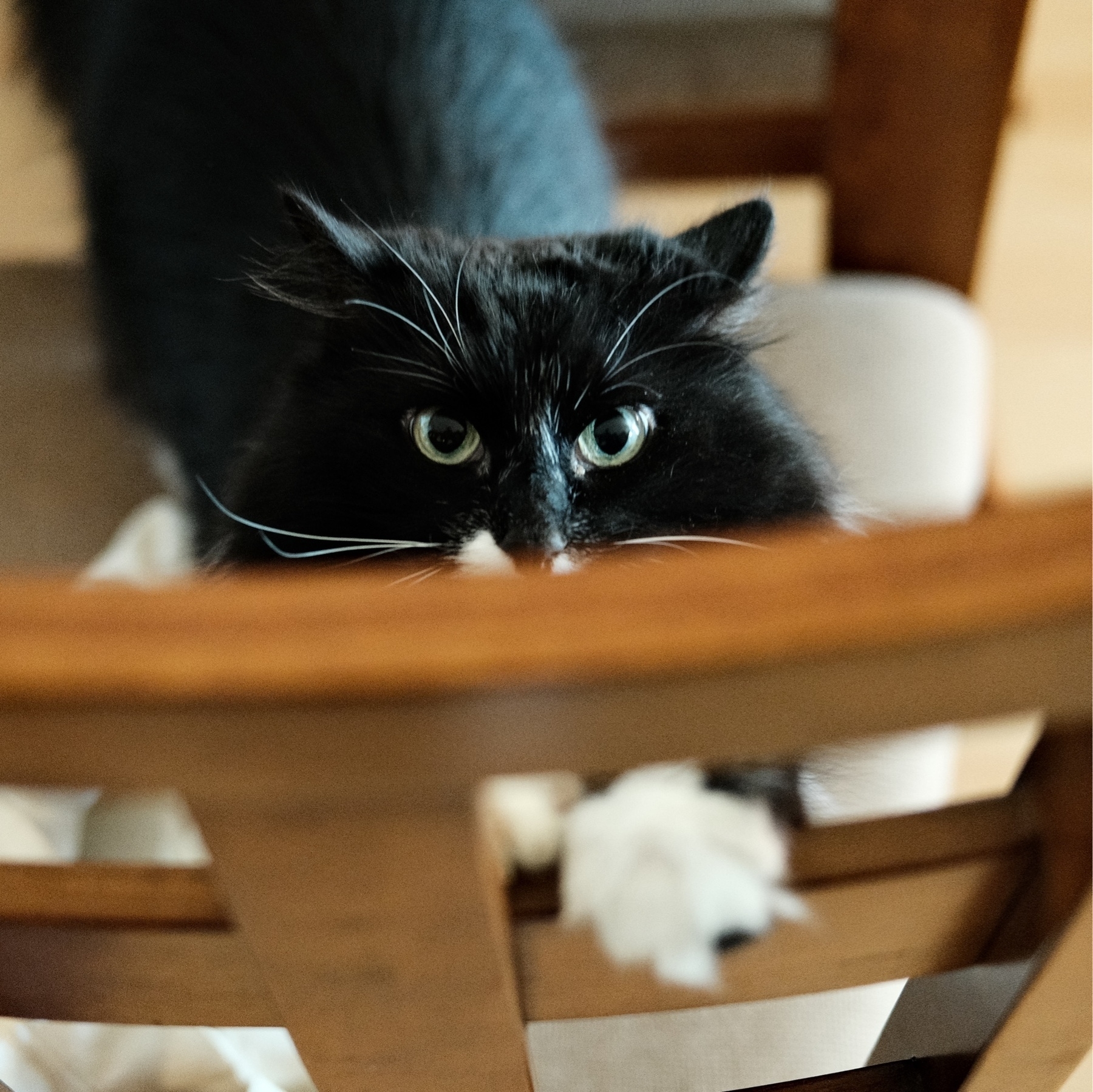 a tuxedo cat vertically stretching on a seat back