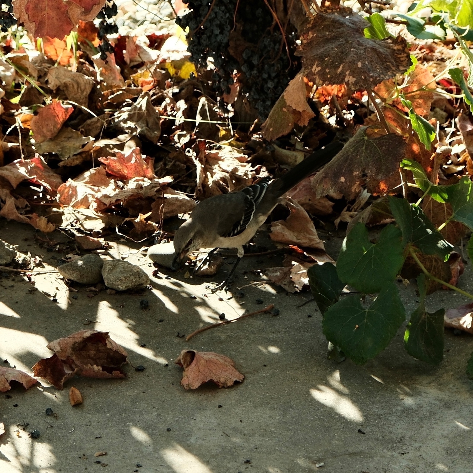 black, gray and white mockingbird in the shadow of a senescing grape plant with a dessicated grape in its beak.