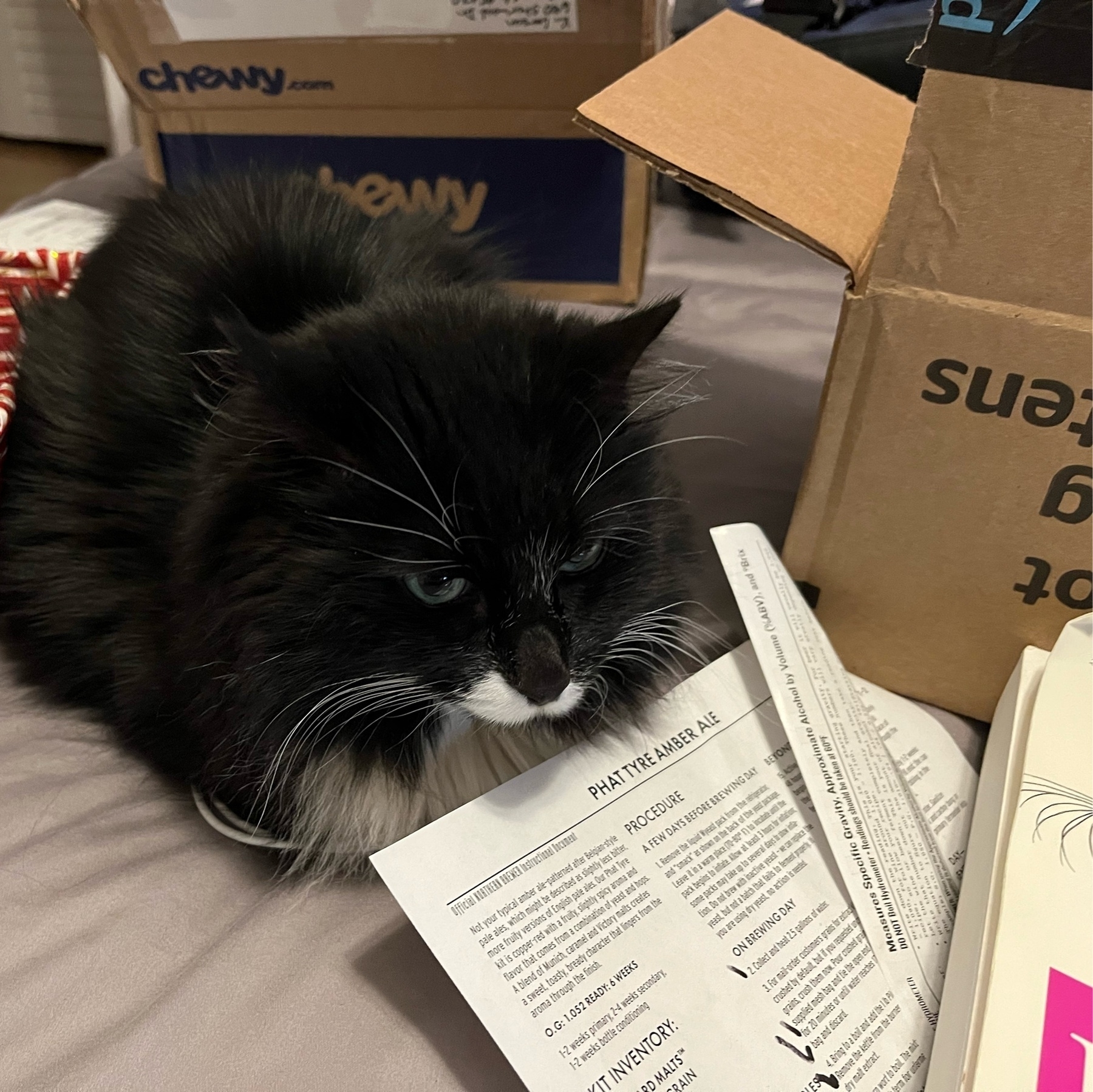 a tuxedo cat loafing in the middle of random objects including a Python refebcd book, a box, and a basket