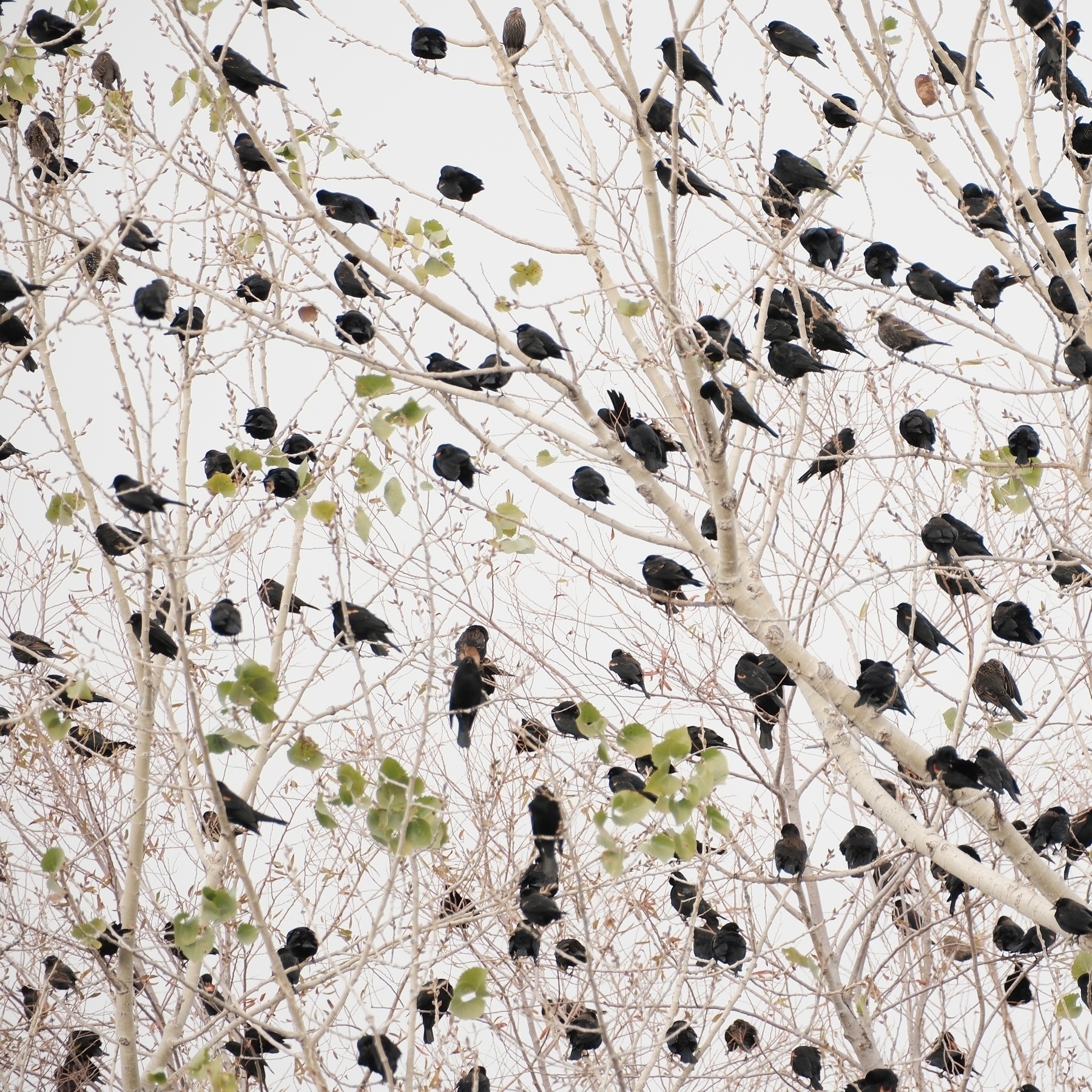 dozens of black birds in a bare tree top