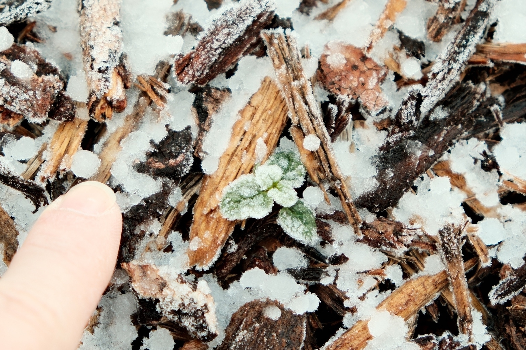 pea sized hail on bark with a frosty seedling. A finger for scale.