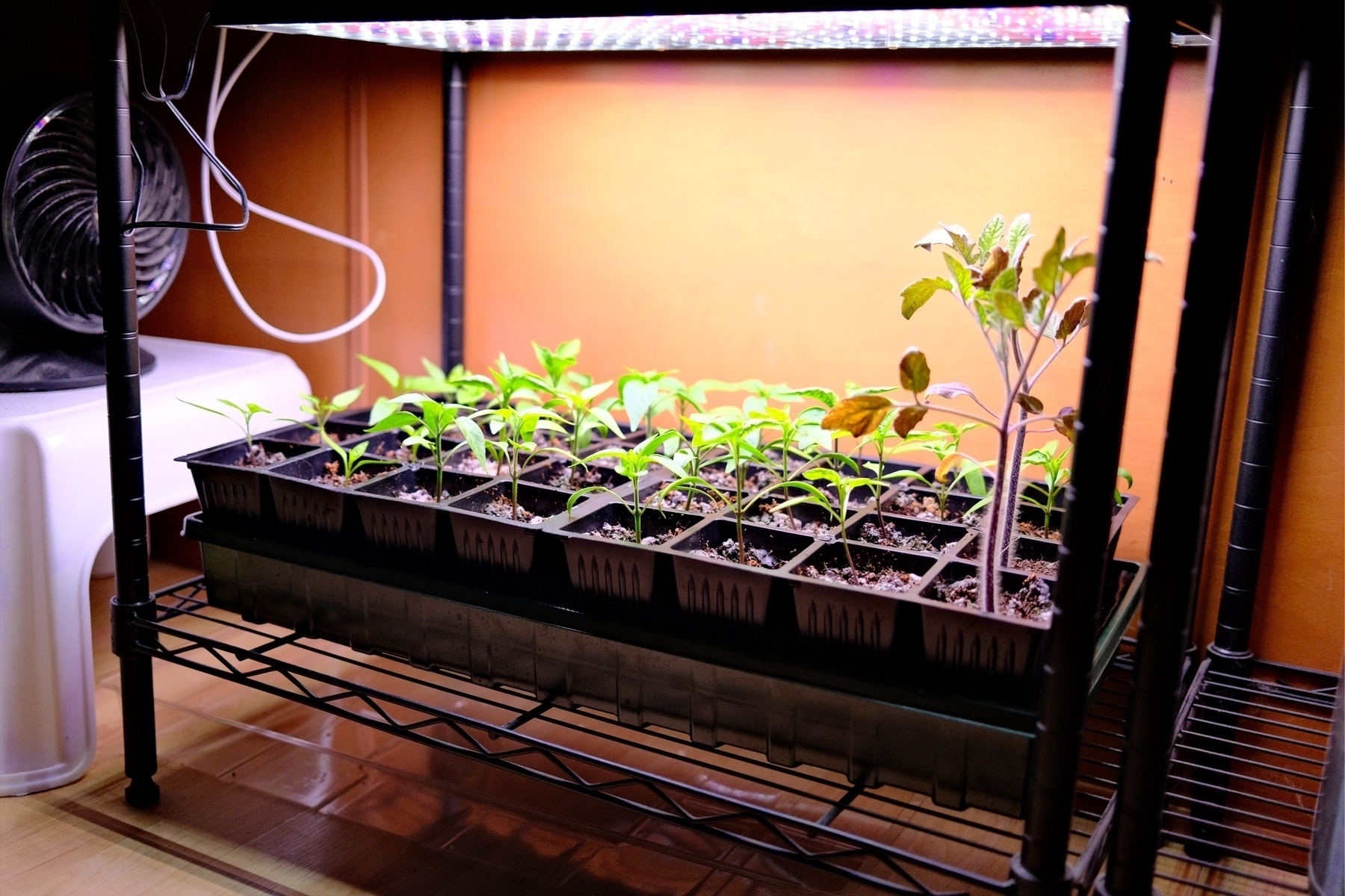 tray of small pepper plants under a grow light with a fan blowing on them.