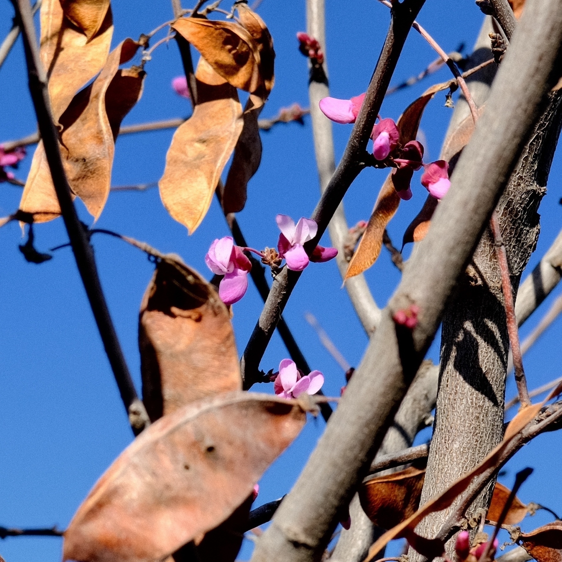 pink western red bud flowers amongst seed pods