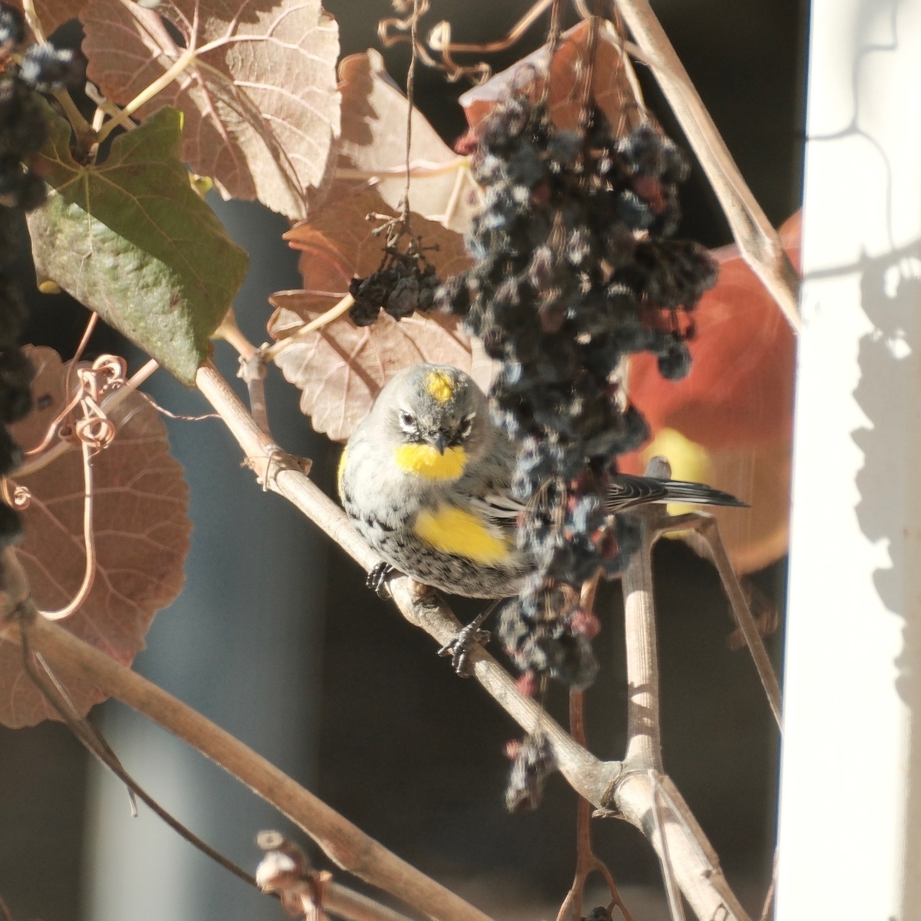 a grey bird with yellow patches investigates a clump of dessicated grapes