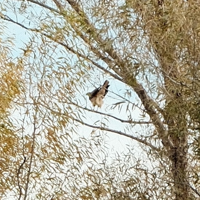bottom end of a hawk in a willow tree