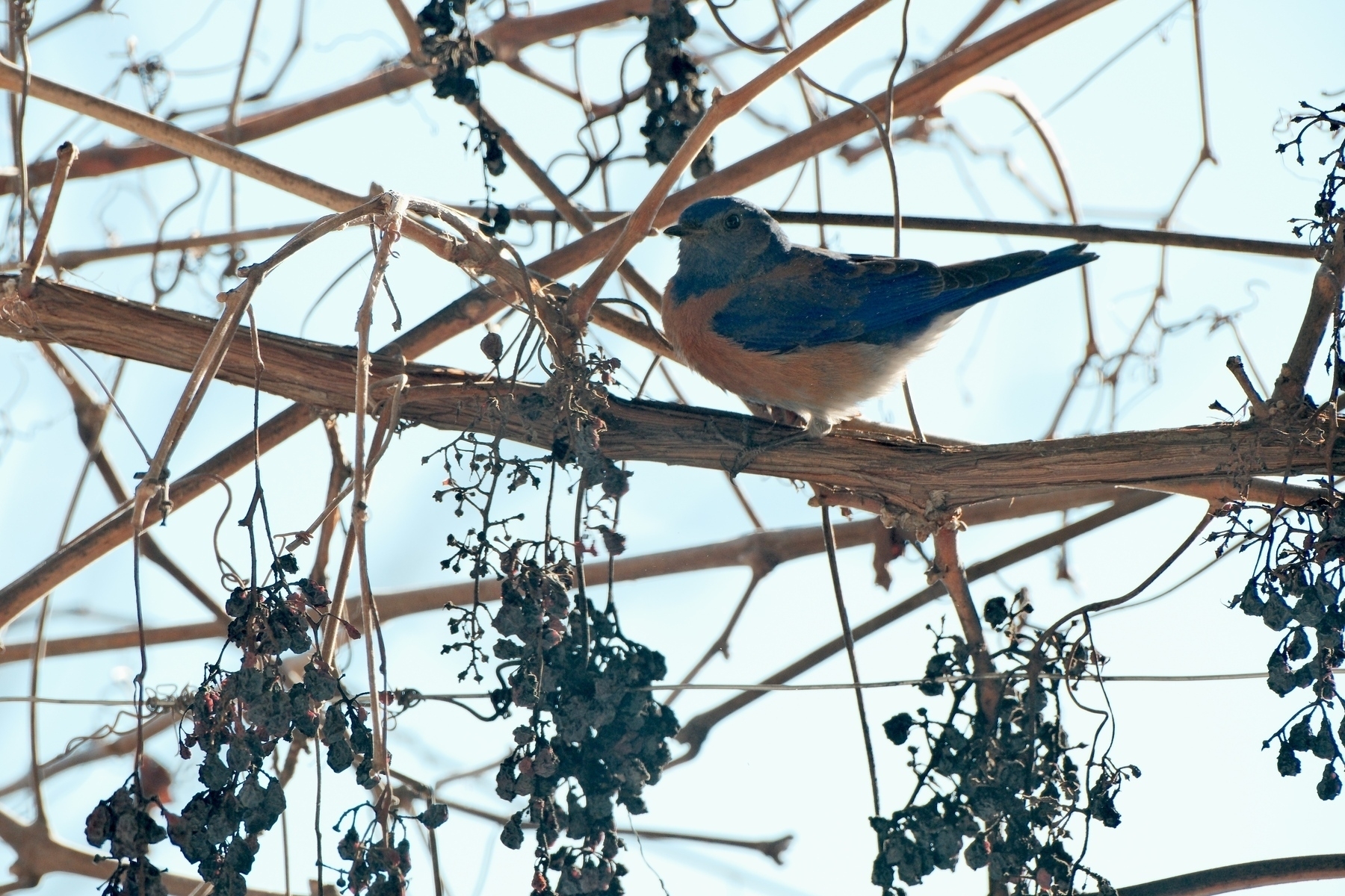 A blue bird with a blue back and rust red chest sits on a thick grape vine loaded with desiccated clumps of grapes (raisins).