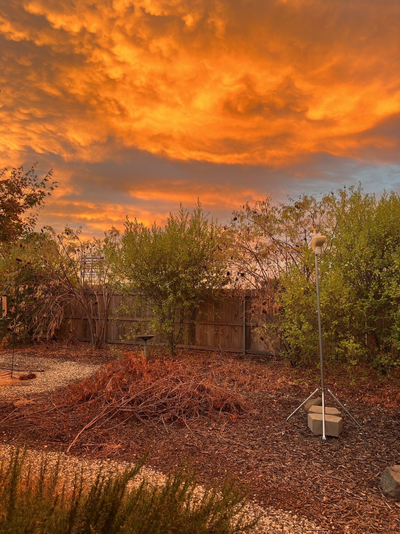 A backyard with a weather station and native plants. Early morning sunlight is reflecting off the bottoms of low clouds, resulting in a bright orange glow.