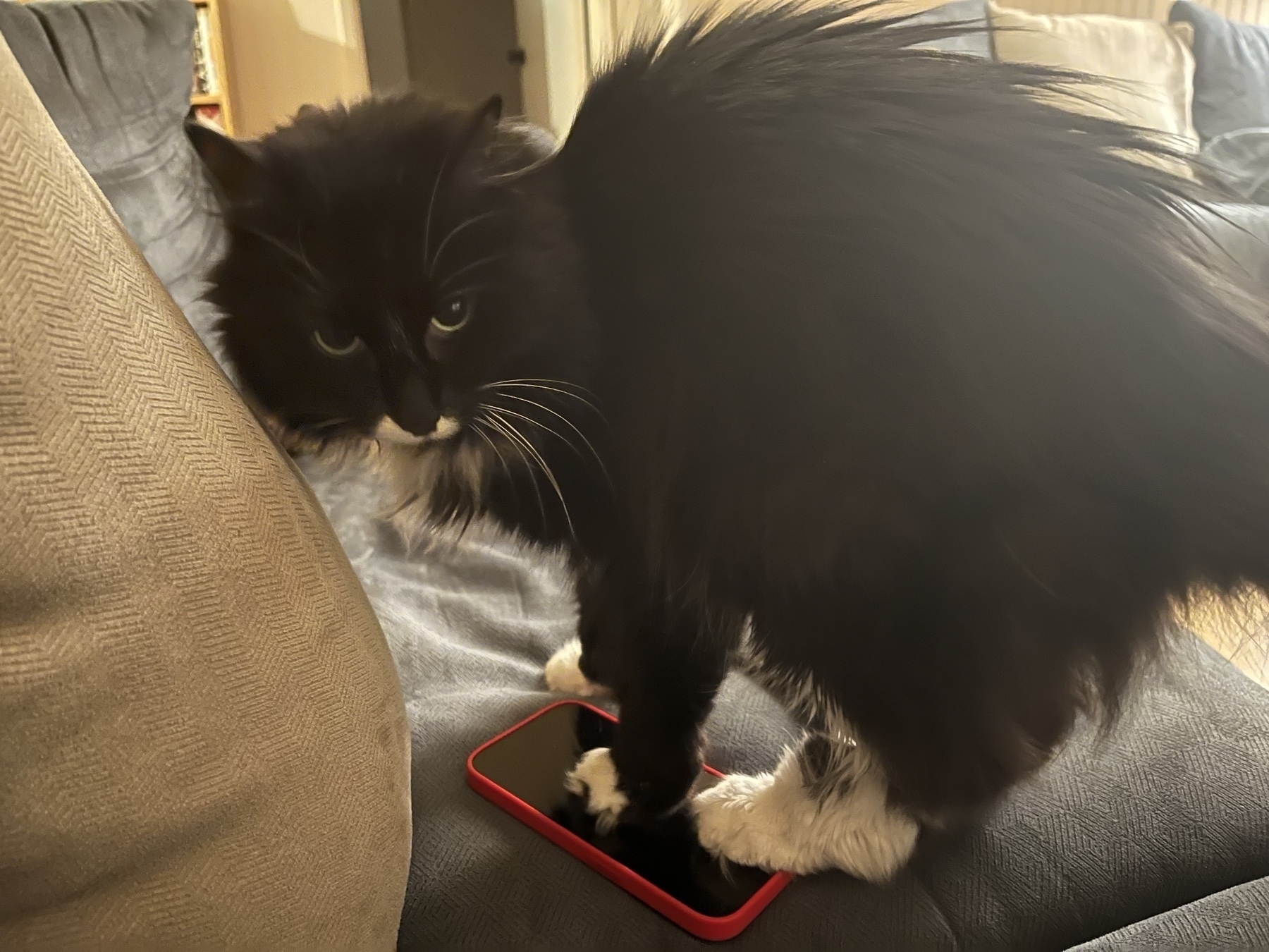 A black and white cat attempts to stand completely on top of an iPhone. The iPhone has a red case on so it as outlined in red. She is on a blue couch.