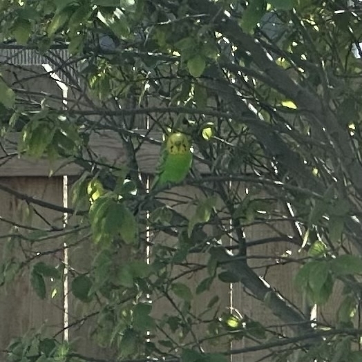 A parakeet is perched on a Ceanothus branch. It has a neon yellow head and green body.