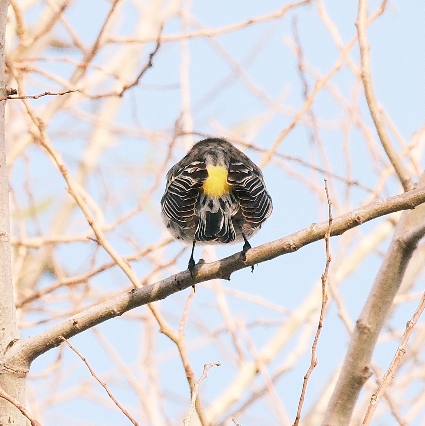 the yellow patch on the rump of the Yellow Rumped Warbler faces directly at the phonographer. The bird is perched on a defoliated branch and the sky is overcast.