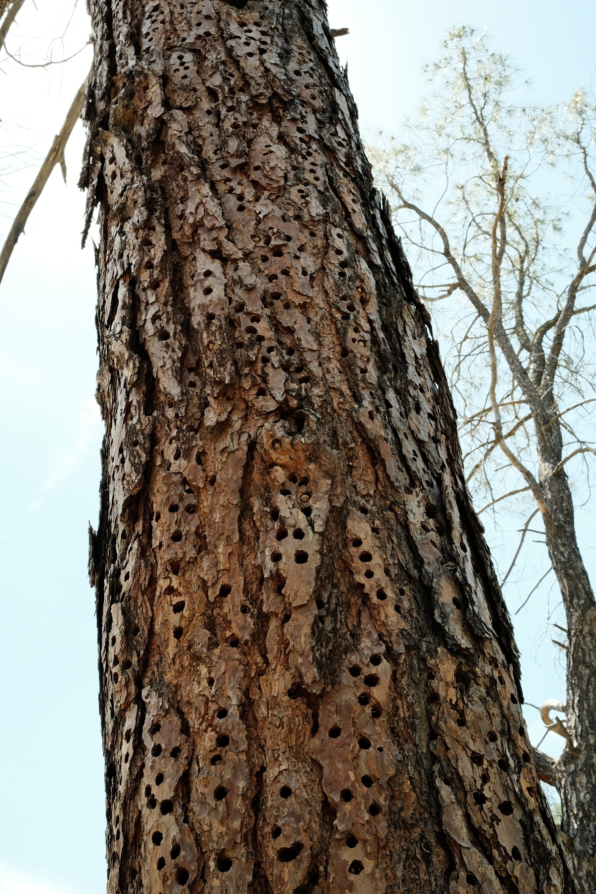 A dead pine tree pecked full of holes meant for woodpeckers to store acorns.