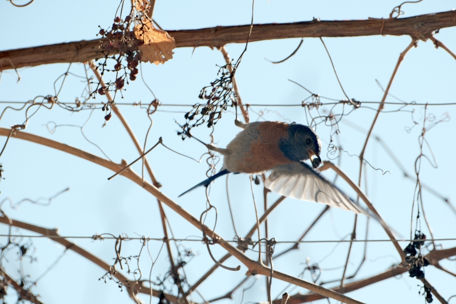 A blue bird flies away from the grape vine with a grape in its beak.