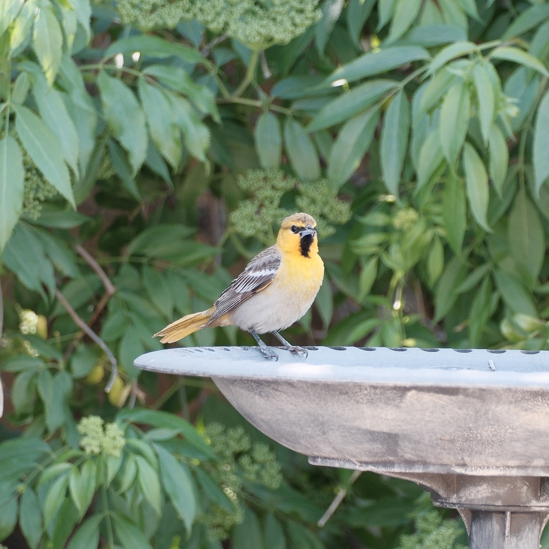 A female Bullock’s Oriole is perched at the edge of a bird bath that’s in front of an elderberry bush. The bird has a fully gray back with white bars on its exposed right wing. Its upper chest is yellow-orange. Her head is orange from the eyes down to the chest though there’s a strip of black below it’s chin. The bird has black around its eyes and has a gray cap.