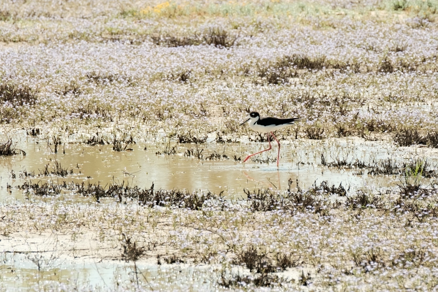 A Black-necked Stilt bird is waking through a shallow brown pond. Small forbs surround the pond, including low laying purple flowers and then, further in the background, yellow flowers. The Black-necked Stilt has a all-white underside and all-black back and top of head. It has long legs and a long black beak.