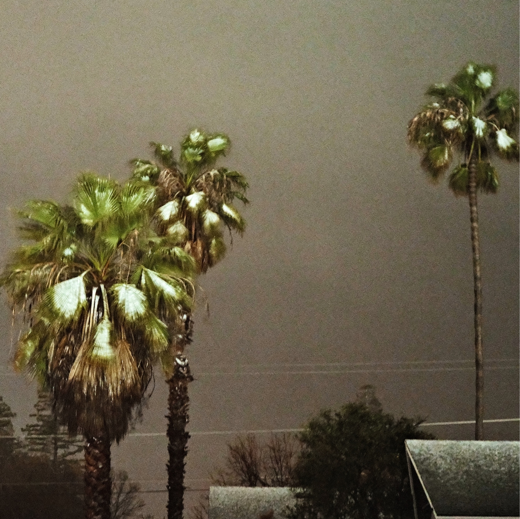 A classic photo of snow on palm tree leaves against the dark, cloudy background.