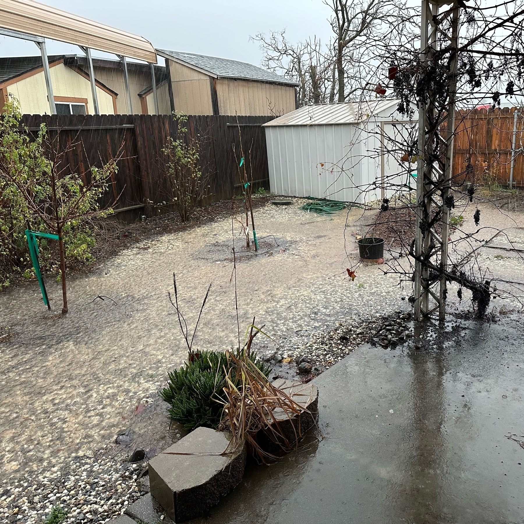 a flooded residential backyard. not quite up to the patio concrete yet fortunately
