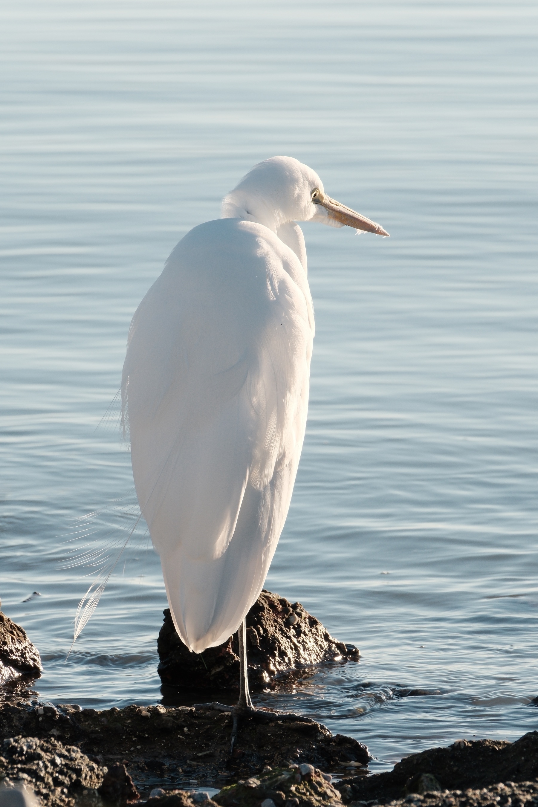 A very white, tall and narrow Egret standing with one leg on a rock watching the quiet bay water brunch.