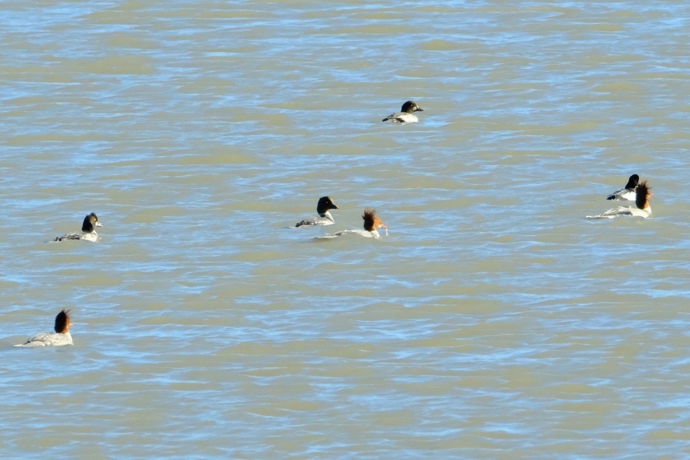 A group of ducks swimming on a body of water. The brown headed ducks have wind blown head feathers sticking straight up. The black headed ducks do not.