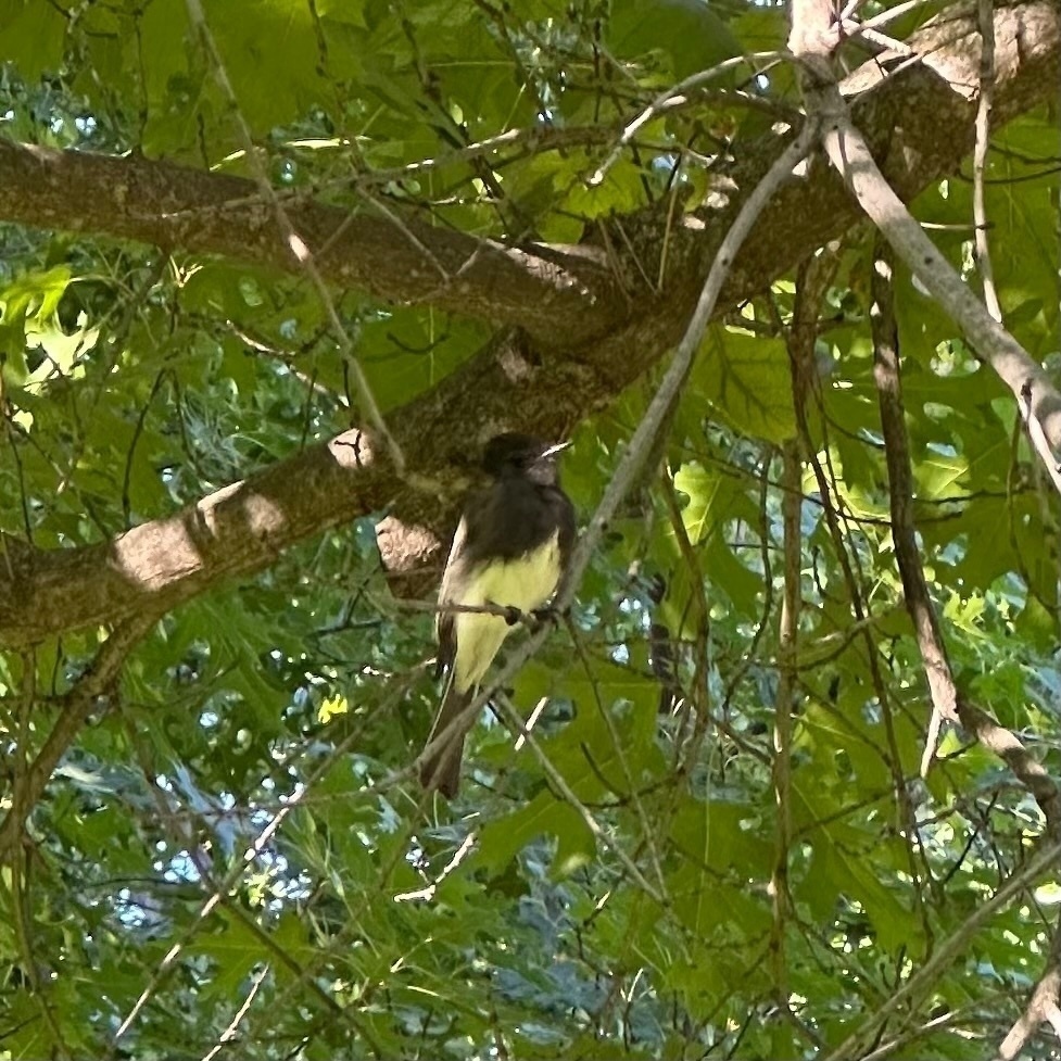 A small bird is perched on a tree branch amidst dense green foliage. The bird has a black head, back, and wings with a light-colored belly. Dappled sunlight filters through the leaves.