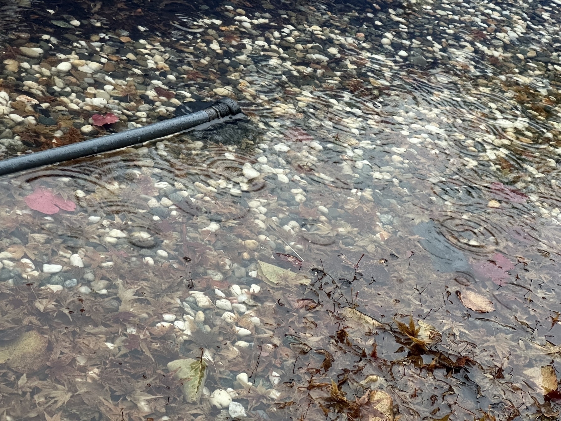 A pump foot is attached to a garden hose. It’s submerged in a 1” deep puddle overlaying gravel. There seems to be rain drop waves in the puddle.