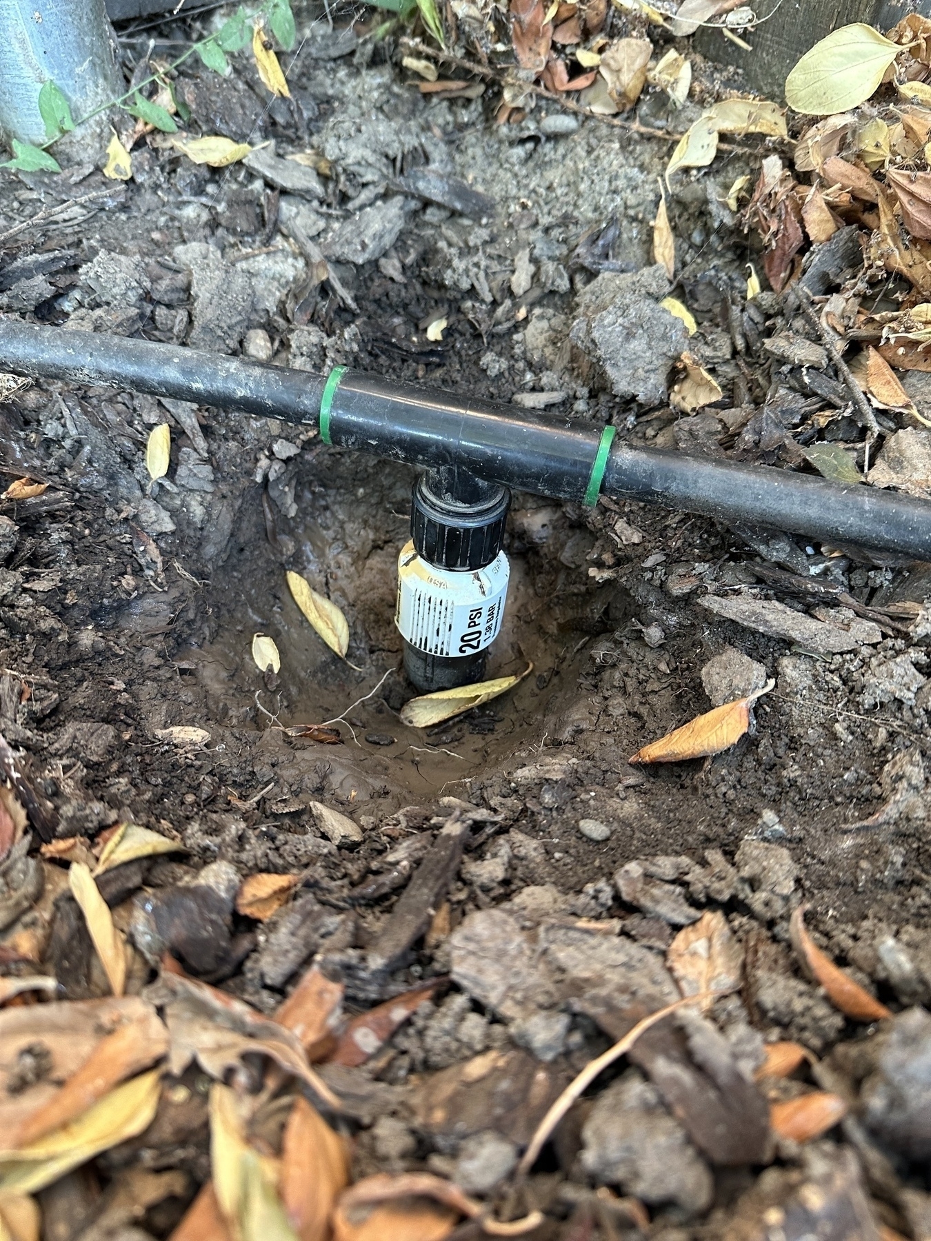 A freshly reseated irrigation 20 PSI pressure reducer with drip hose T adapter. The area is freshly dug out for access. Dropped leaves cover most the ground.