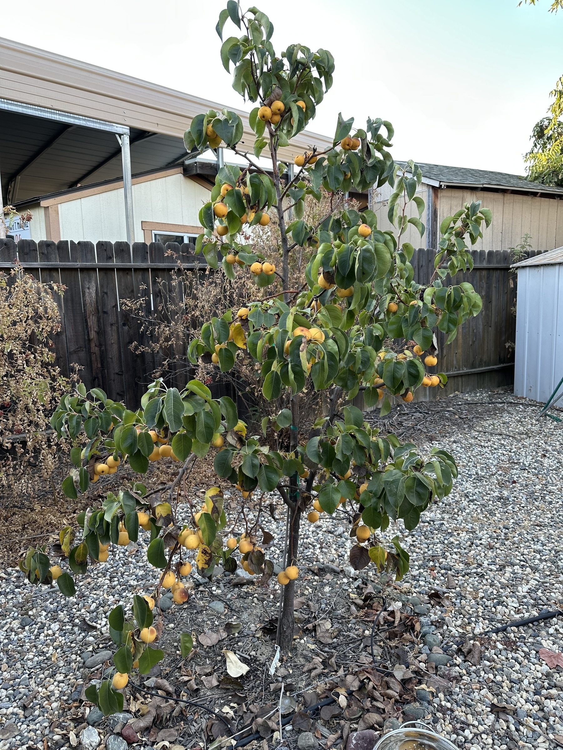 A New Century Asian Pear tree with small yellow skinned pears. It’s better branched and dilated compared to the Hosui tree. In the background, there are ugly metal structures behind a wood fence. In the foreground is gravel and drip line.