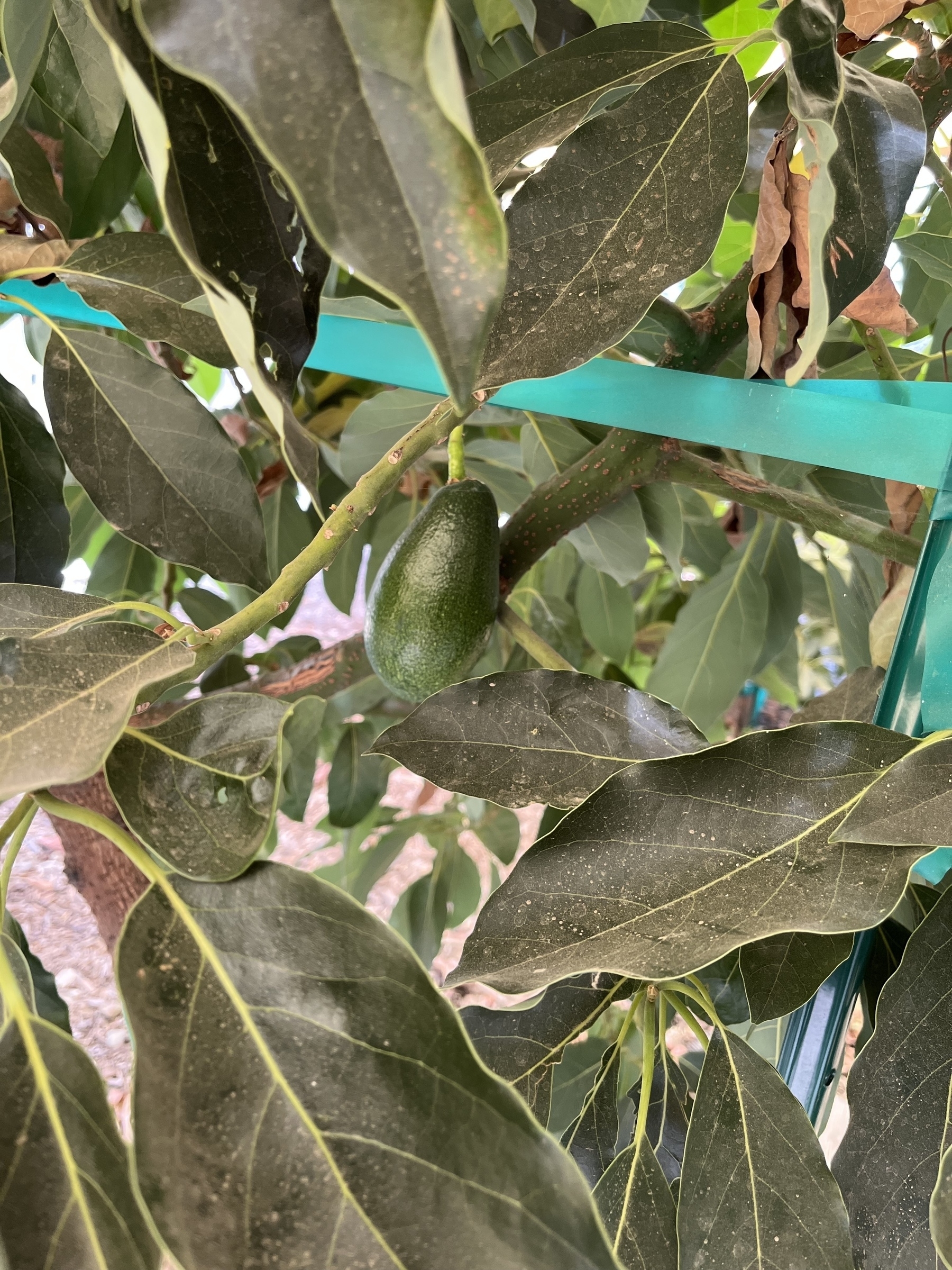 A small, finger length avocado amongst broad dark green avocado leaves and tree tape.