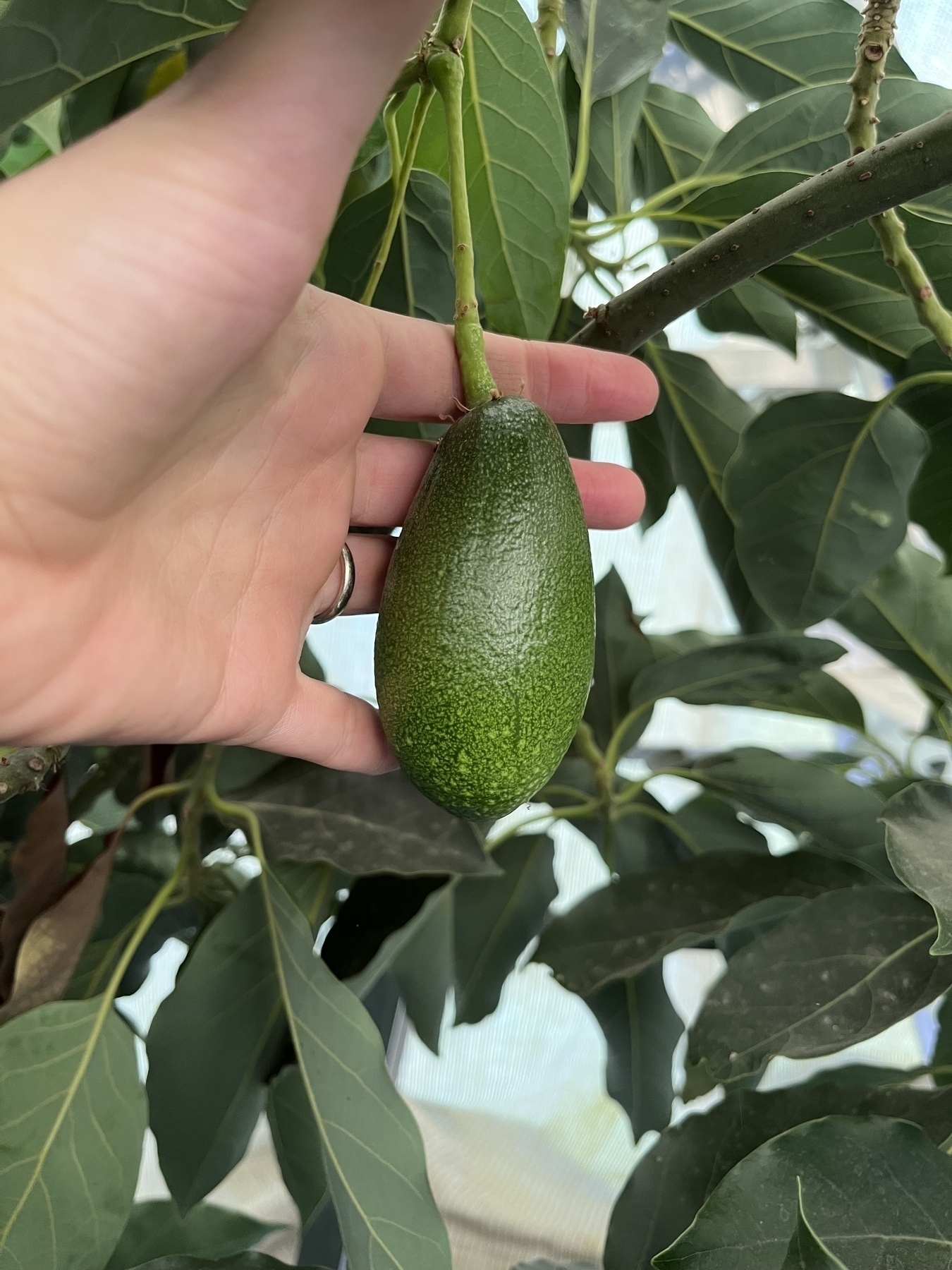 A small avocado, about 5-fingers long & 3 fingers wide, hangs alone in the canopy of an avocado tree. A hand front provides scale.