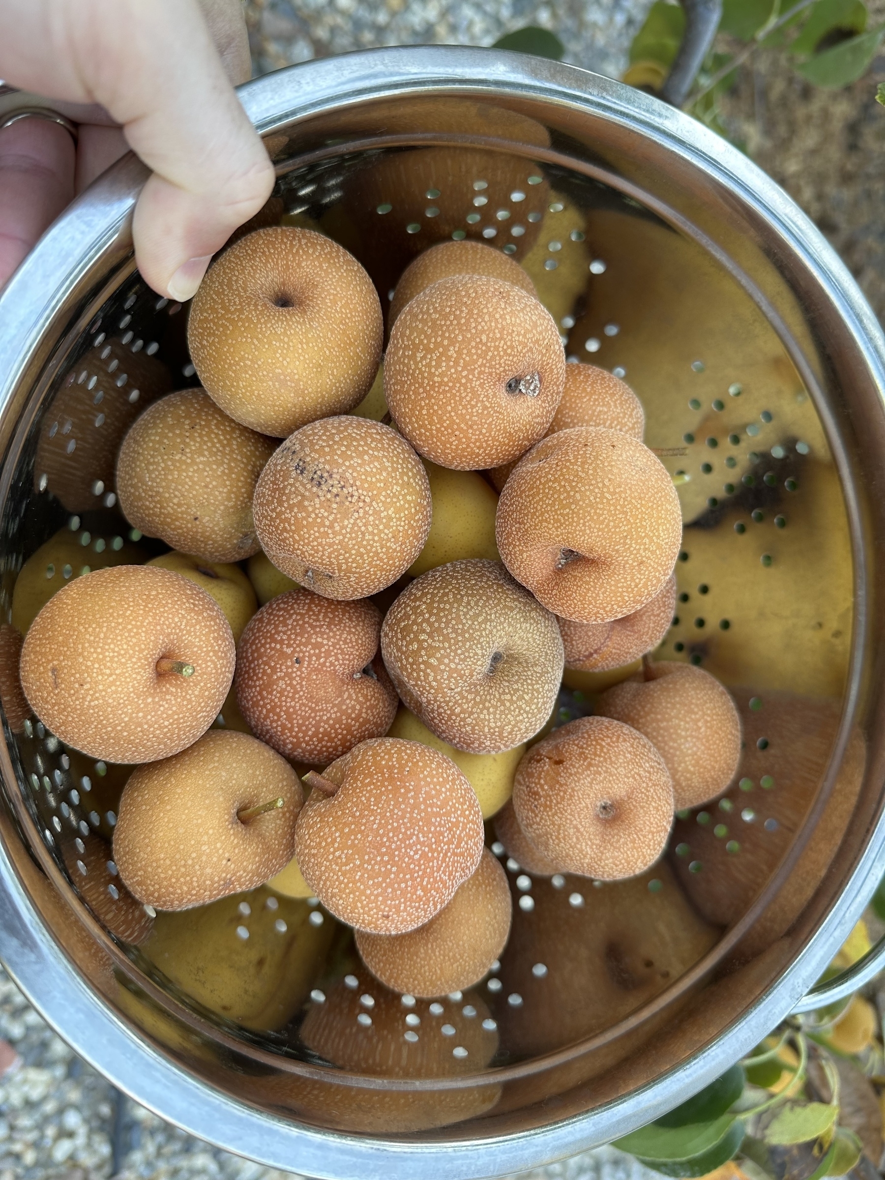 A colander with a mixture of yellow and brown skinned Asian Pears