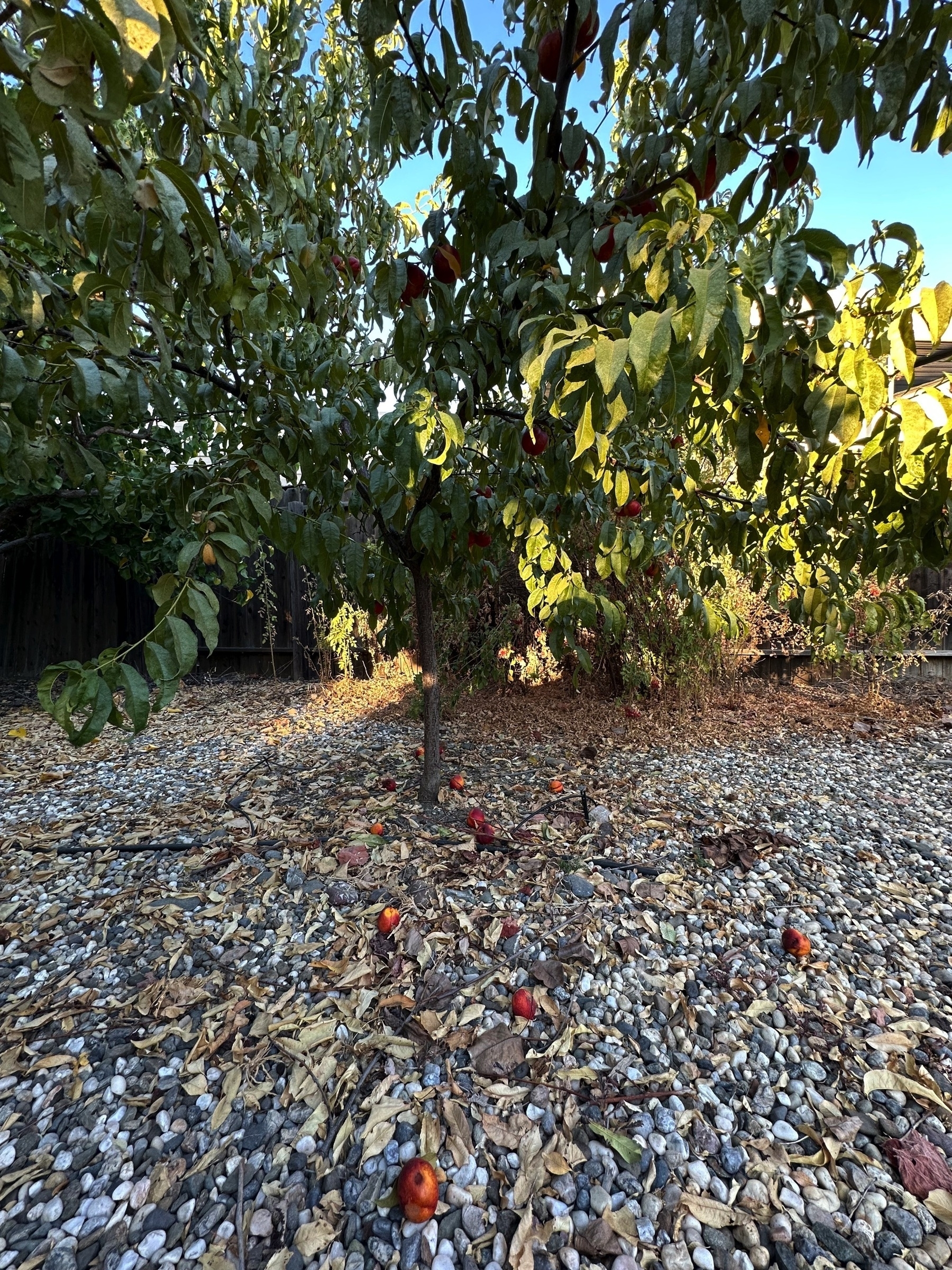 A nectarine tree with almost a dozen dropped fruit on the gravel and dirt area below. The tree still has a few dozen nectarines on it.