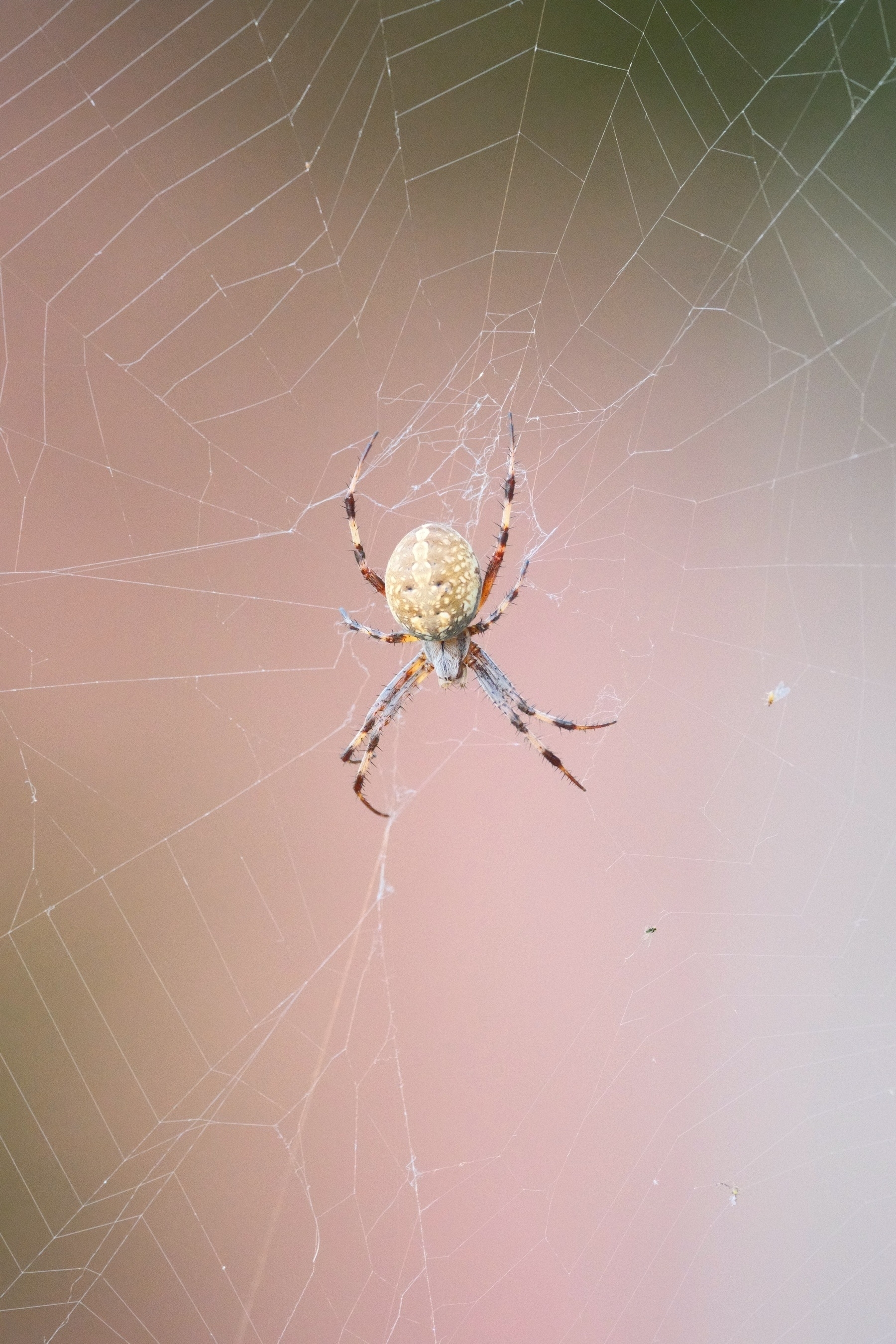 Plan-view of a Western Orbweaver spider with a fat, round abdomen and a tiny brown cephalothorax (head). The abdomen has patterns of brown within a matrix of coffee with cream. Its spider web can be descerned from the background, which is all blurred out. Its legs alternate between brown and coffee with cream. It has hairs on its head. It has spikes on its legs.