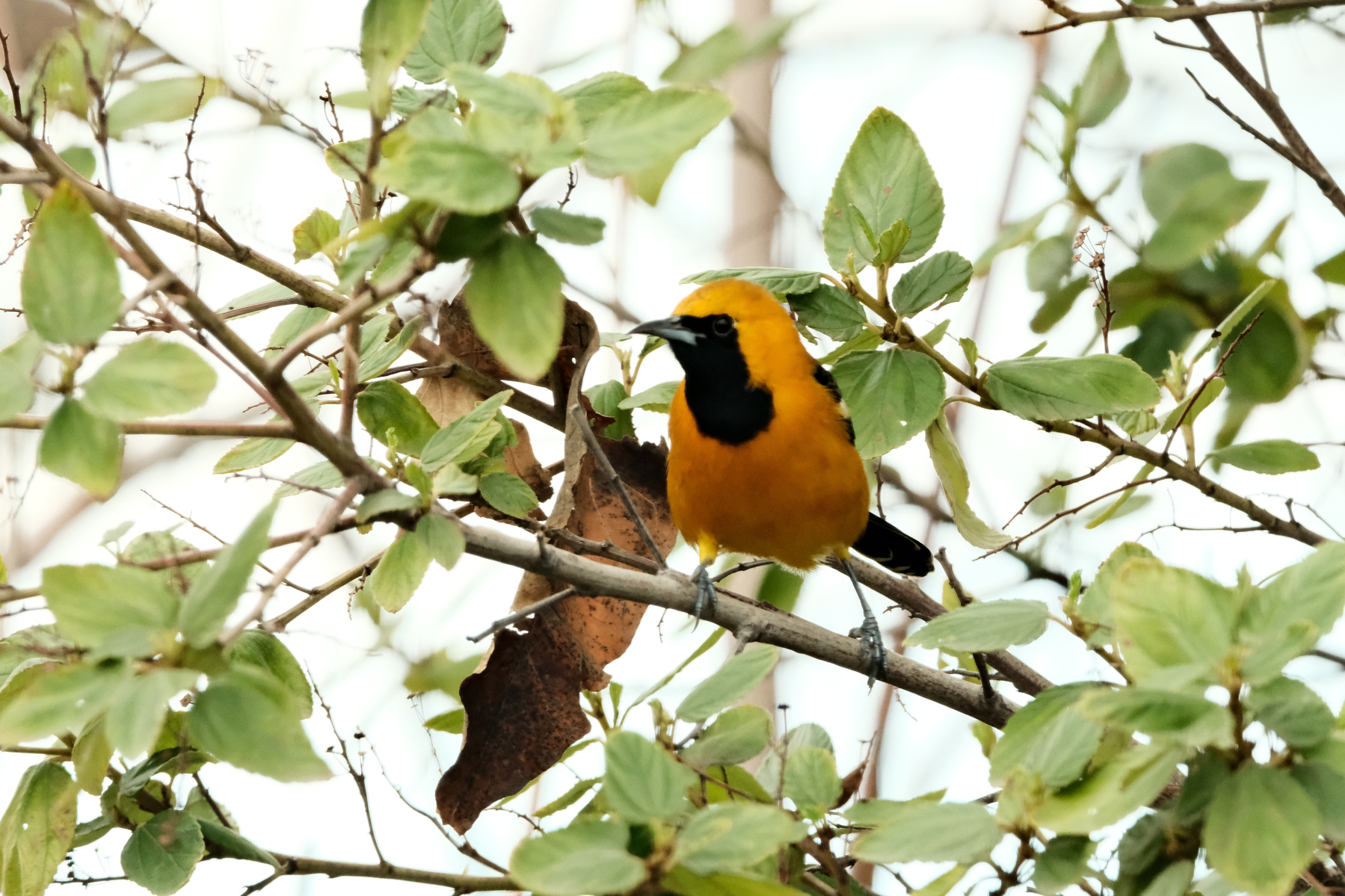 A front facing Hooded Oriole perched on a Ceanothus branch with many green leaves. Its black kerchief is prominent.