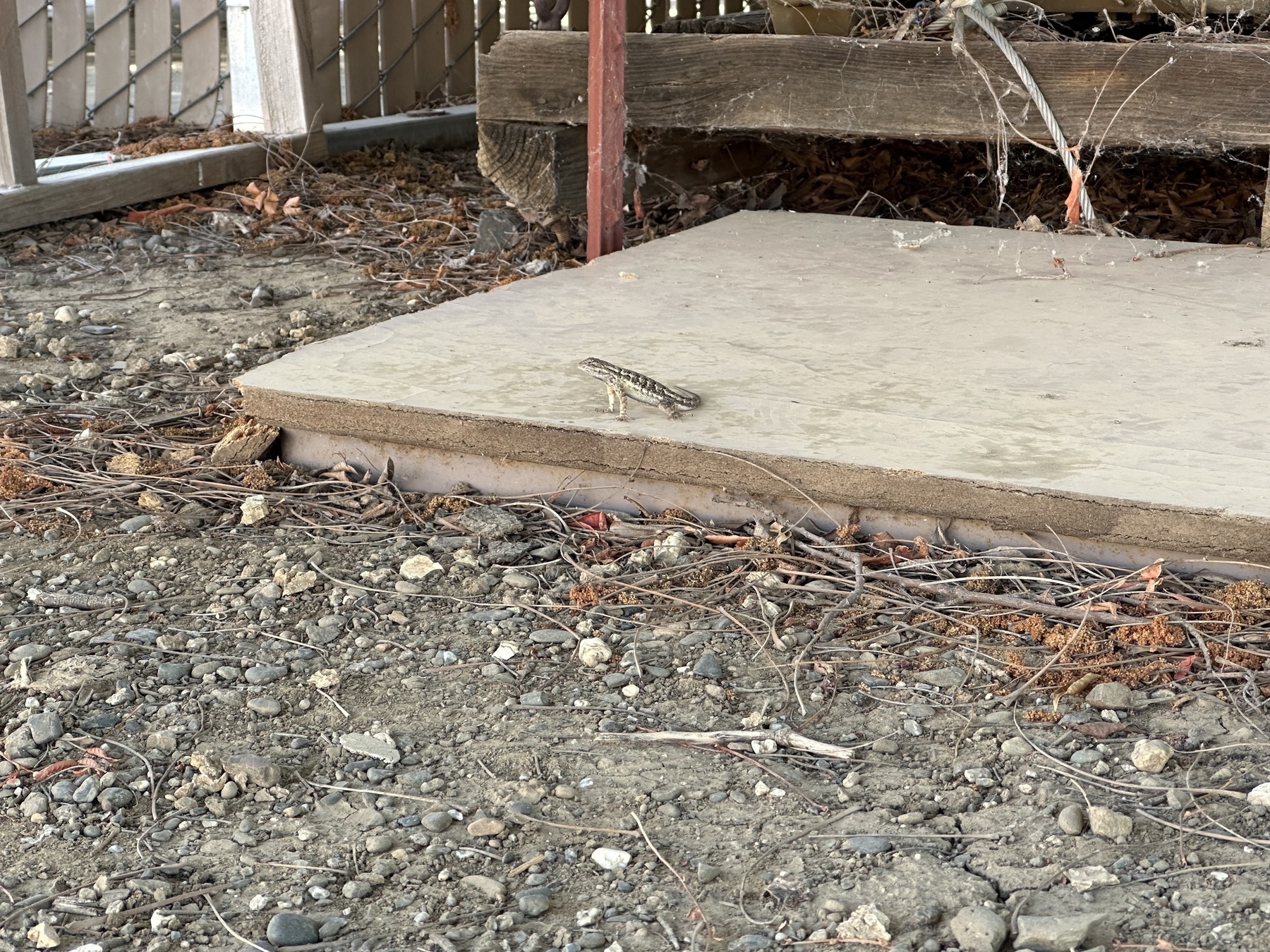 A small lizard is standing with its forelegs extended on a slab of unknown material surrounded by dry dirt and scattered twigs.