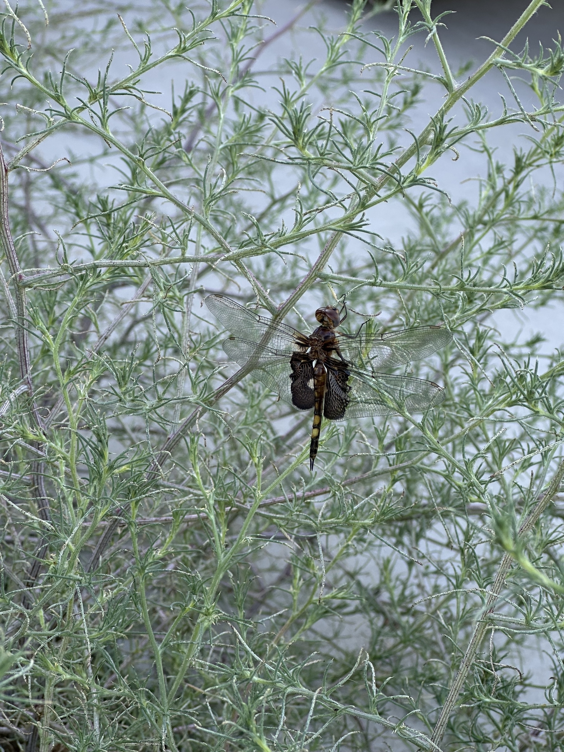 A black saddlebag insect on Russian thistle(?). The insect has clear long rectangular black areas on its wings.
