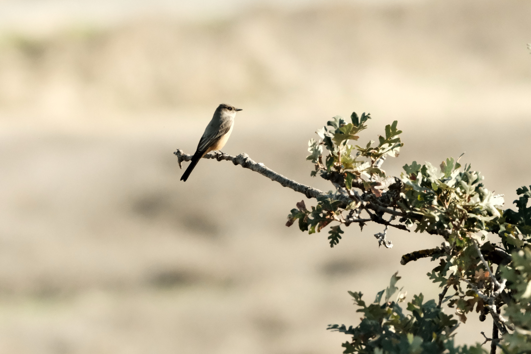 DSCF8812.jpg A flat headed Say's Phoebe bird, looking to the right, is colored brown all over with an orange belly, is perched on an oak branch, looking over a bough of oak leaves. The bird has a slight glint in its eyes and its front is sunlit. The background is bokeh of dried grass.
