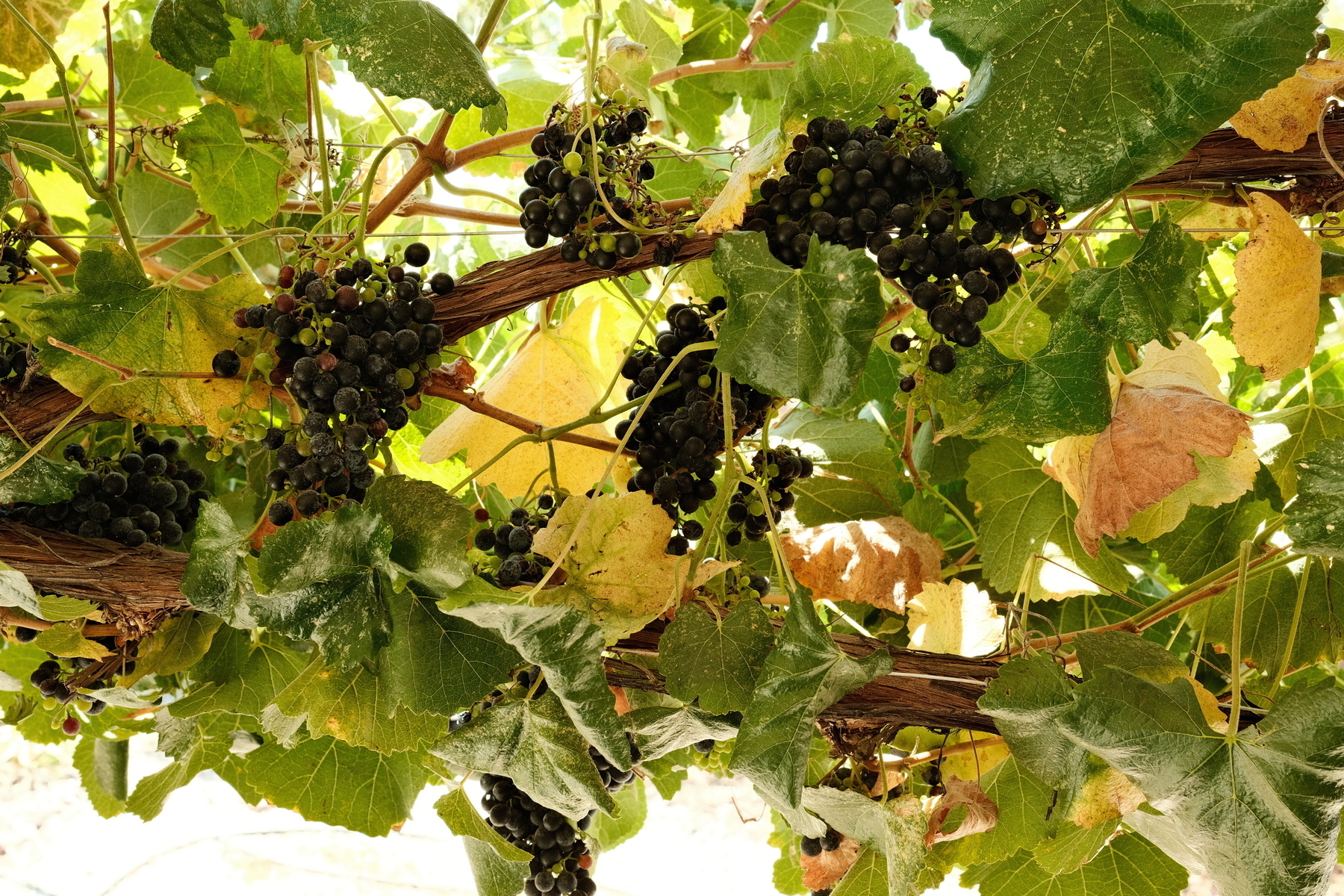 Many bunches of ripe purple grapes hang from a grape vine.