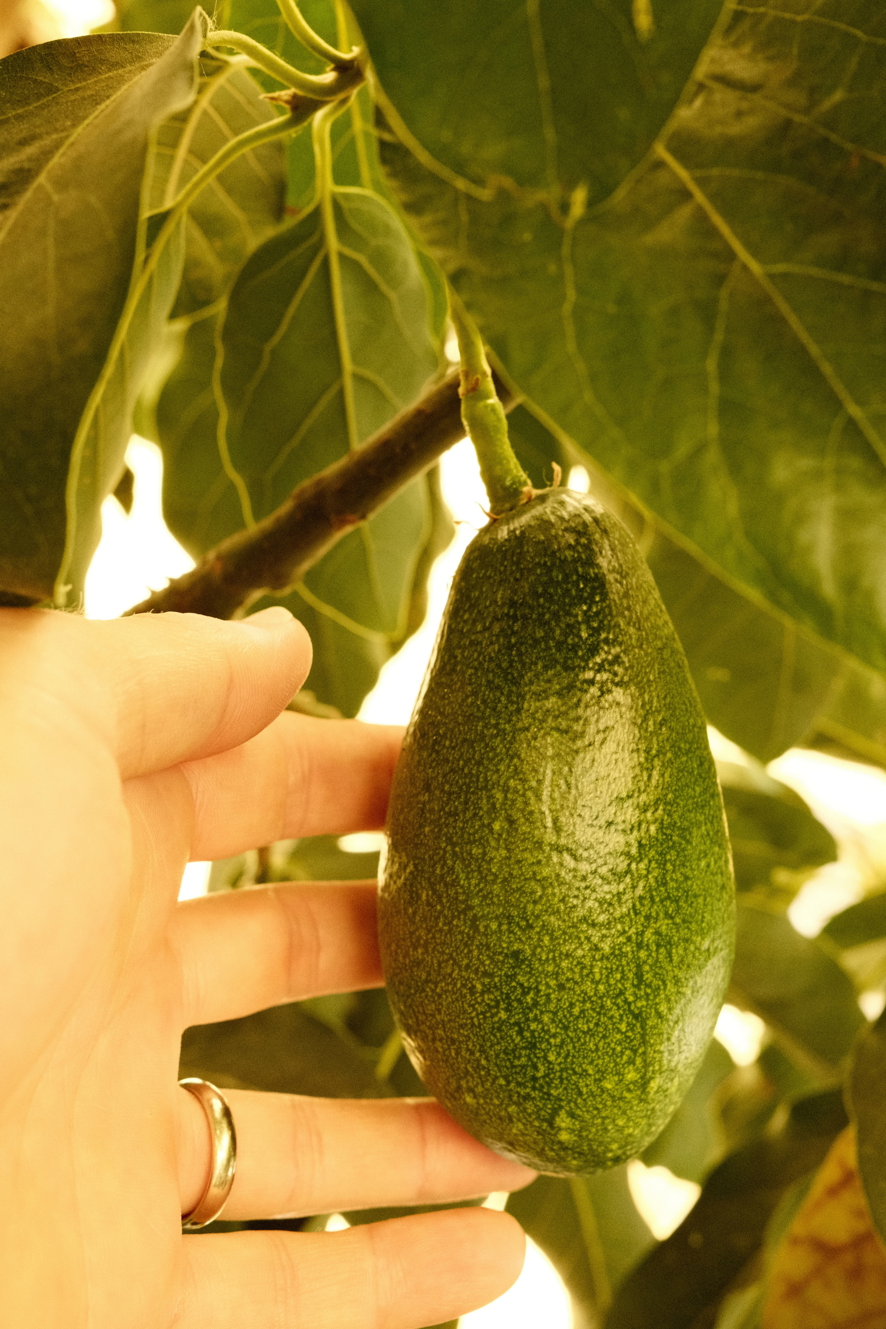 An avocado is hanging from an avocado tree. It has a long stem and a narrow, green speckled body. A hand is nearby acting as a scale. It's about five fingers long and three fingers wide.
