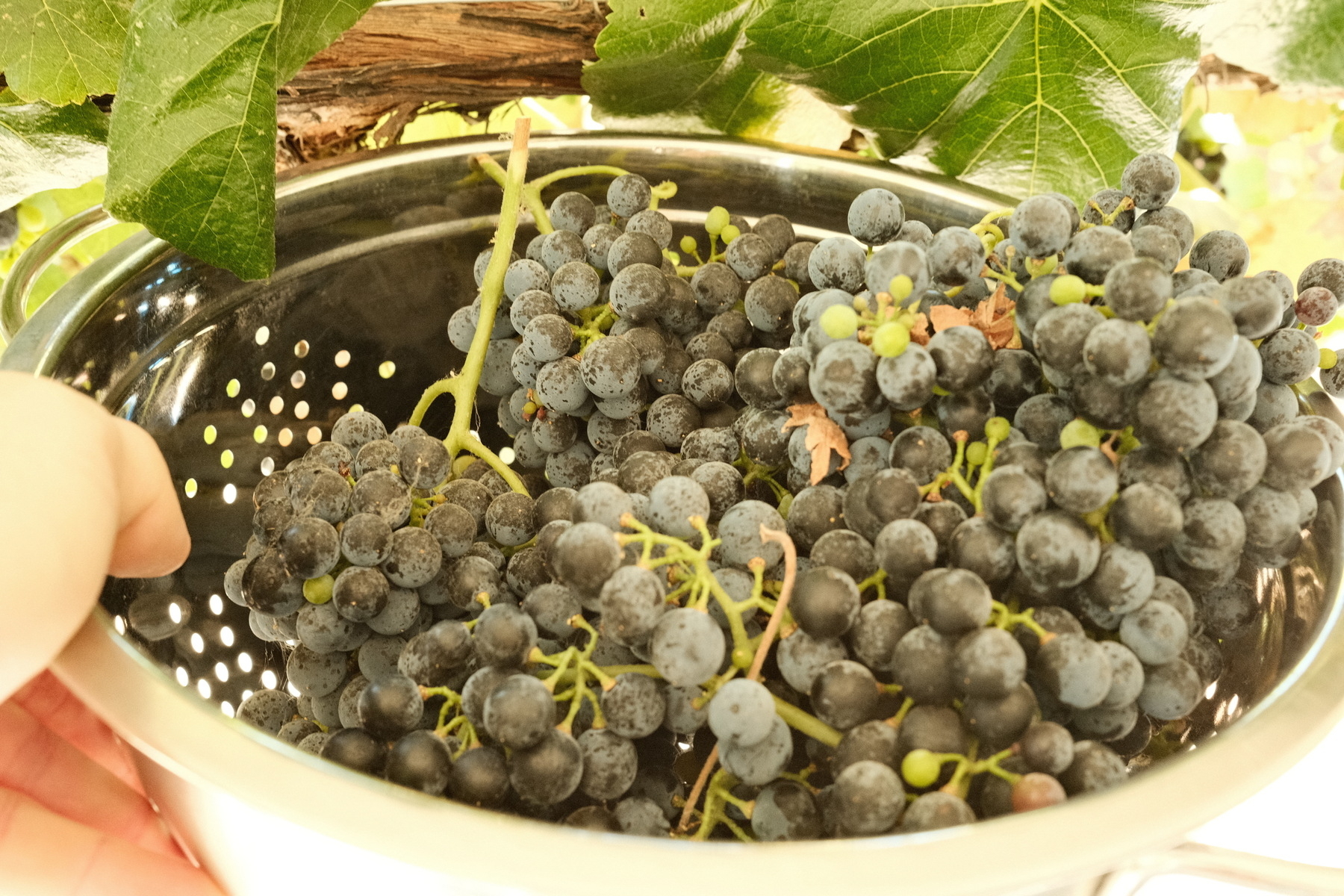 A hand is holding a metal colander filled with ripe red grapes. It's being held under a grape vine.