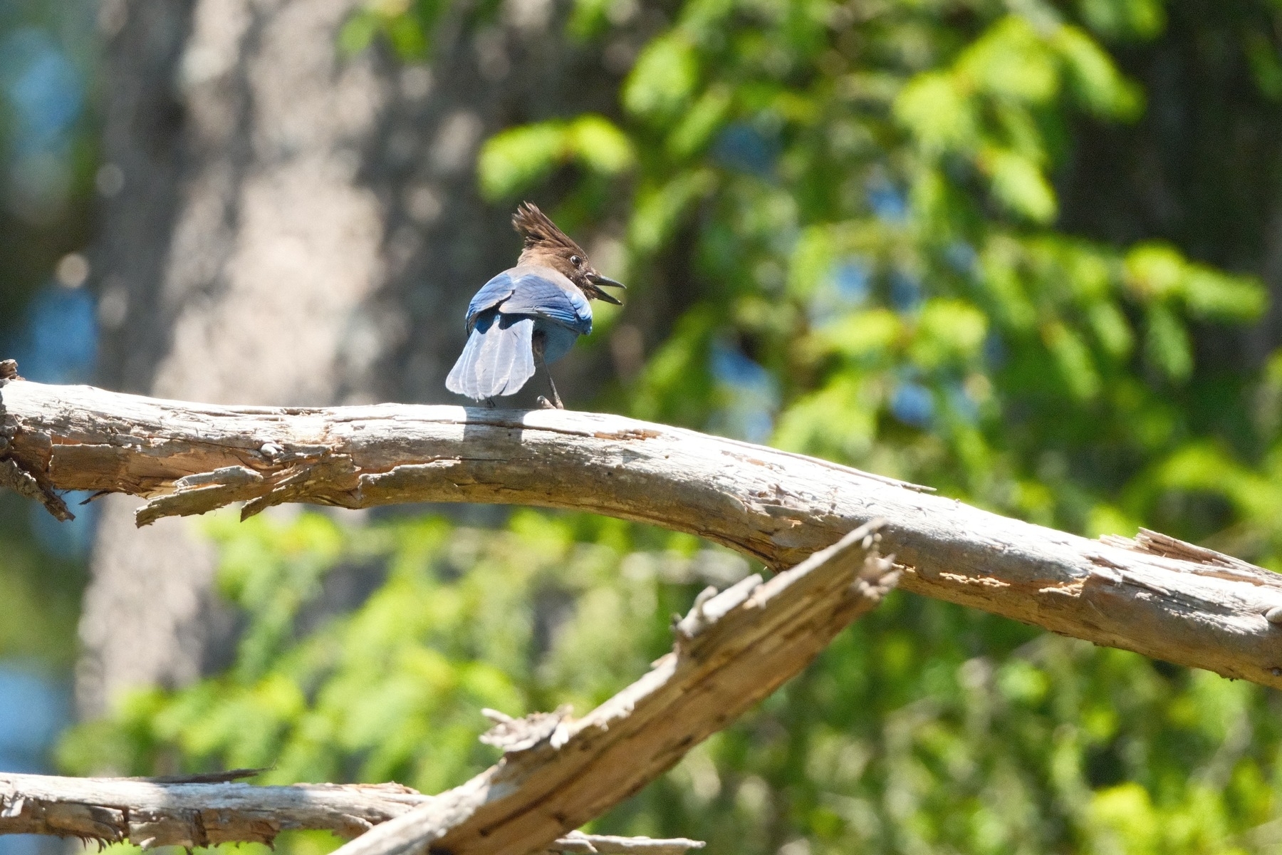 The back of a Stellar's Jay, with its signature mohawk head crest, sitting on a dead branch. It is looking to the right, so its face with a very large and dark eye can be seen. There's green foliage in the background, slightly blurred.