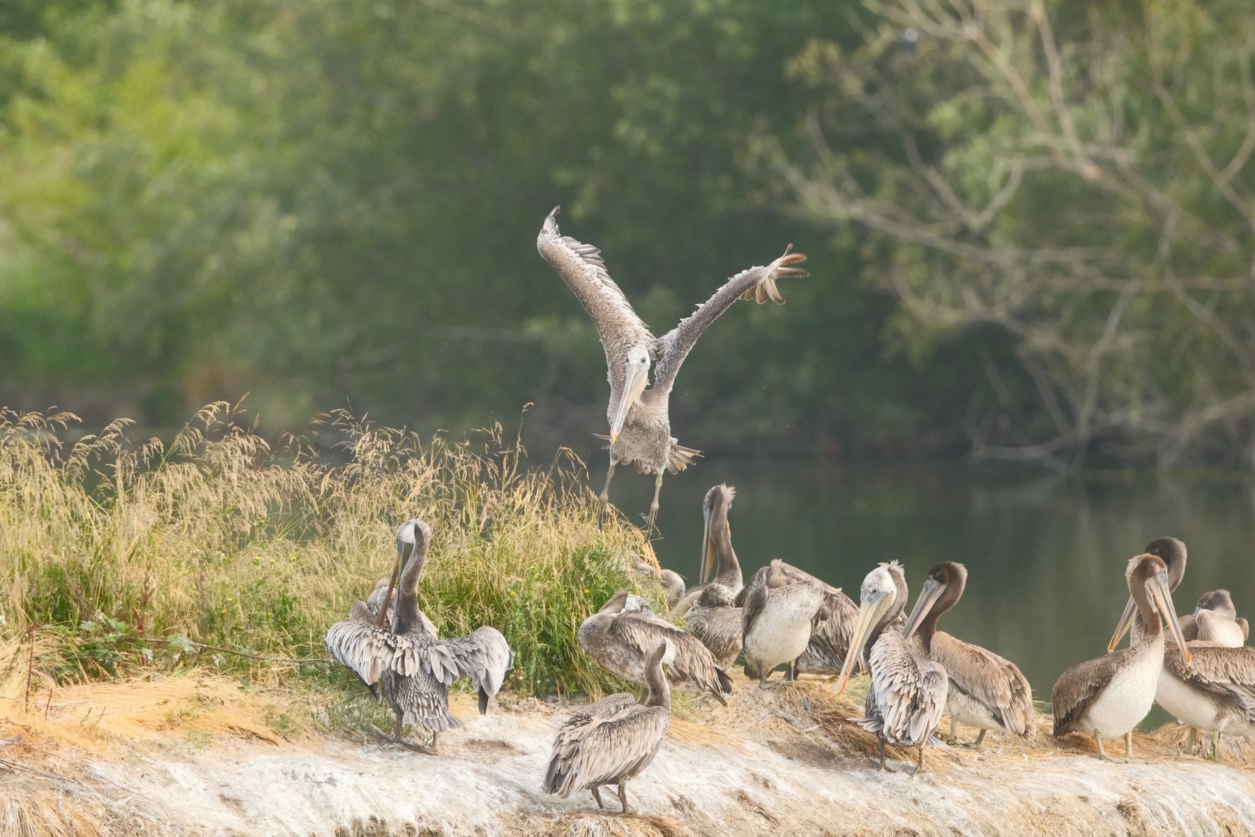 A Brown Pelican comes in for a landing on a very small island in a large pond. The island is full of other brown pelicans, mostly grooming themselves. They're a dirty brown with awkwardly long necks and long, thick beaks.