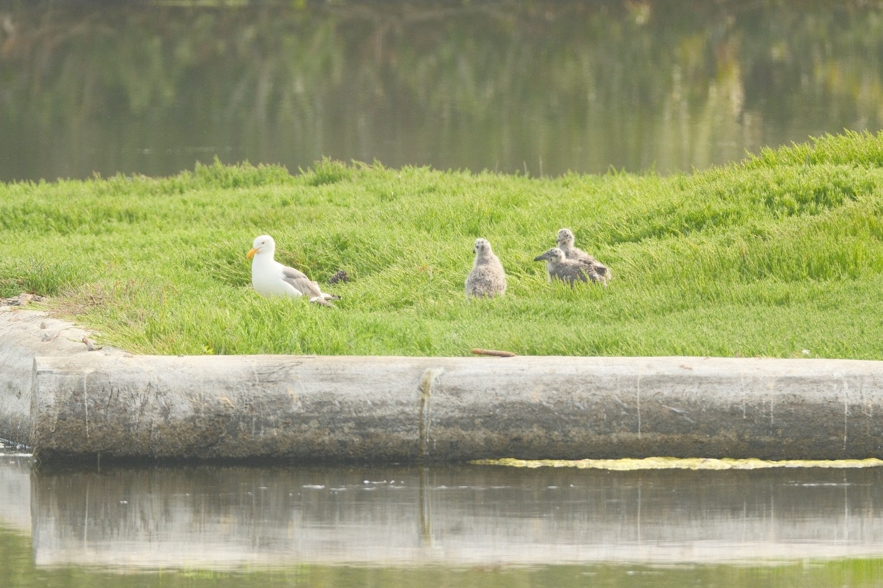 On a manmade island, covered in short grass, an adult white and gray California Gull looks away from their three chicks. The chicks have fluffy brown plumage. 