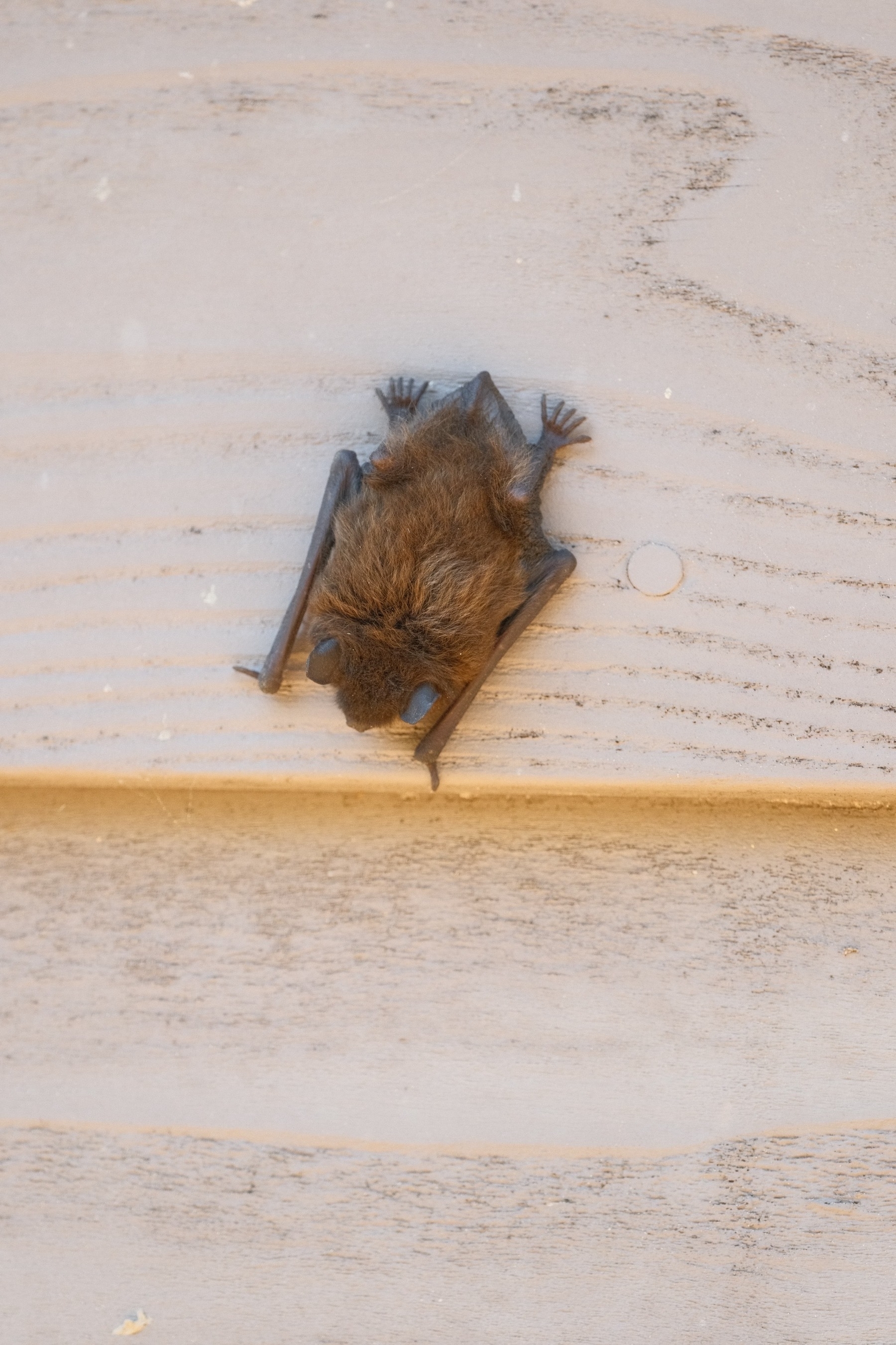 The backside of a bat, climbing down lap siding. It is nice and fuzzy. You can see its skin lined tail connected to its feet.