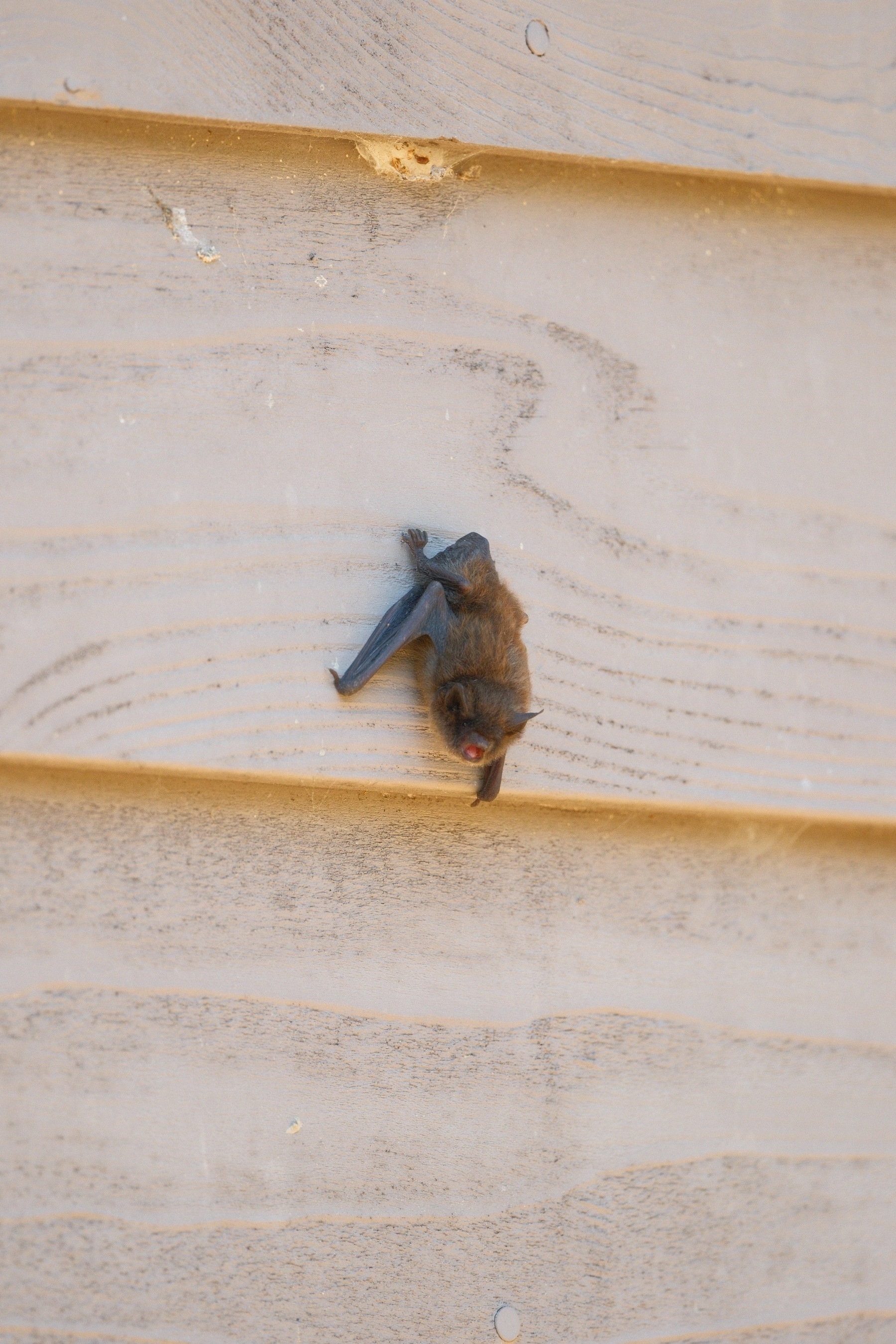 A brown mouse-eared bat is climbing down the lap siding of a building. Its mouth is open, as it looks down. 
