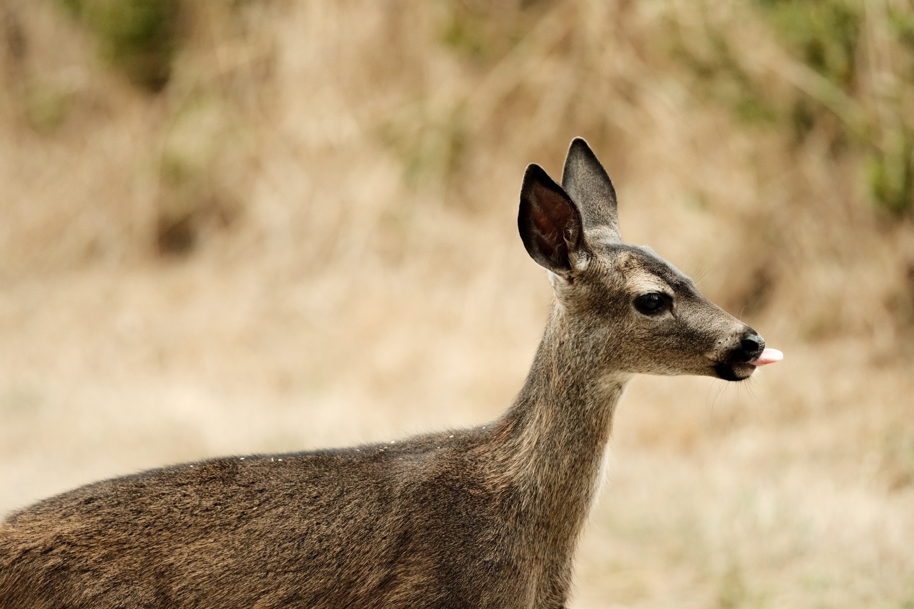 A partial body shot of a young deer, looking to the right, with its tongue sticking out: BLEP. The background is all blur of brown vegetation, with a bit of green. The young deer has debris on its back, probably grass seeds. Its neck and head seem a bit small for its body. Poor thing.