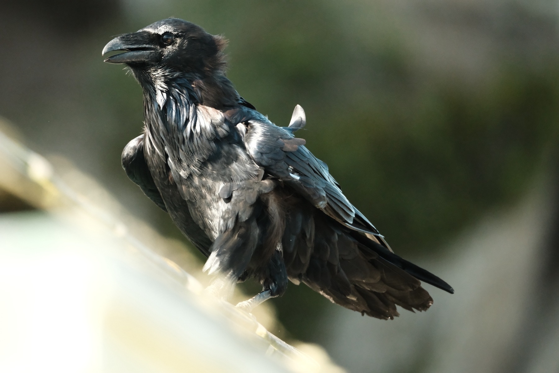 A Raven walks along an inclined roof, with some shiny black feathers being lifted by wind. Its beak is just open and it is looking to the left. The background and the roof are completely blurred out.