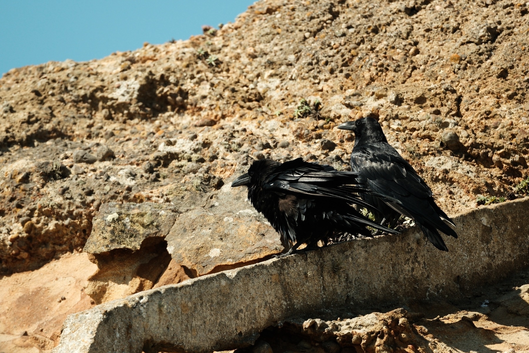 Two Ravens on a linear concrete structure that runs along Point Reyes Conglomerate. The Raven on the left has their feathers puffed out. Both are looking to the left. The blue sky peaks out a bit above the outcropping.
