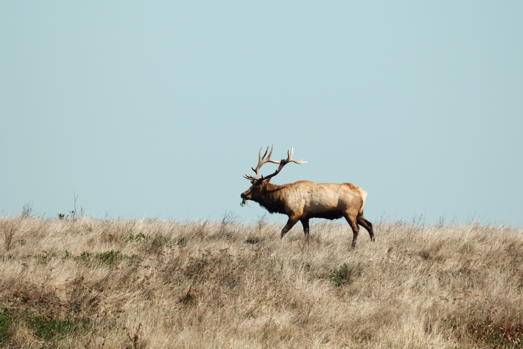 A Bull Elk is walking to the left in a field of dried grass and forbs. It has a bunch grass or some other vegetation hanging out of his mouth. He has very long antlers with five points. The sky is clear but hazy.