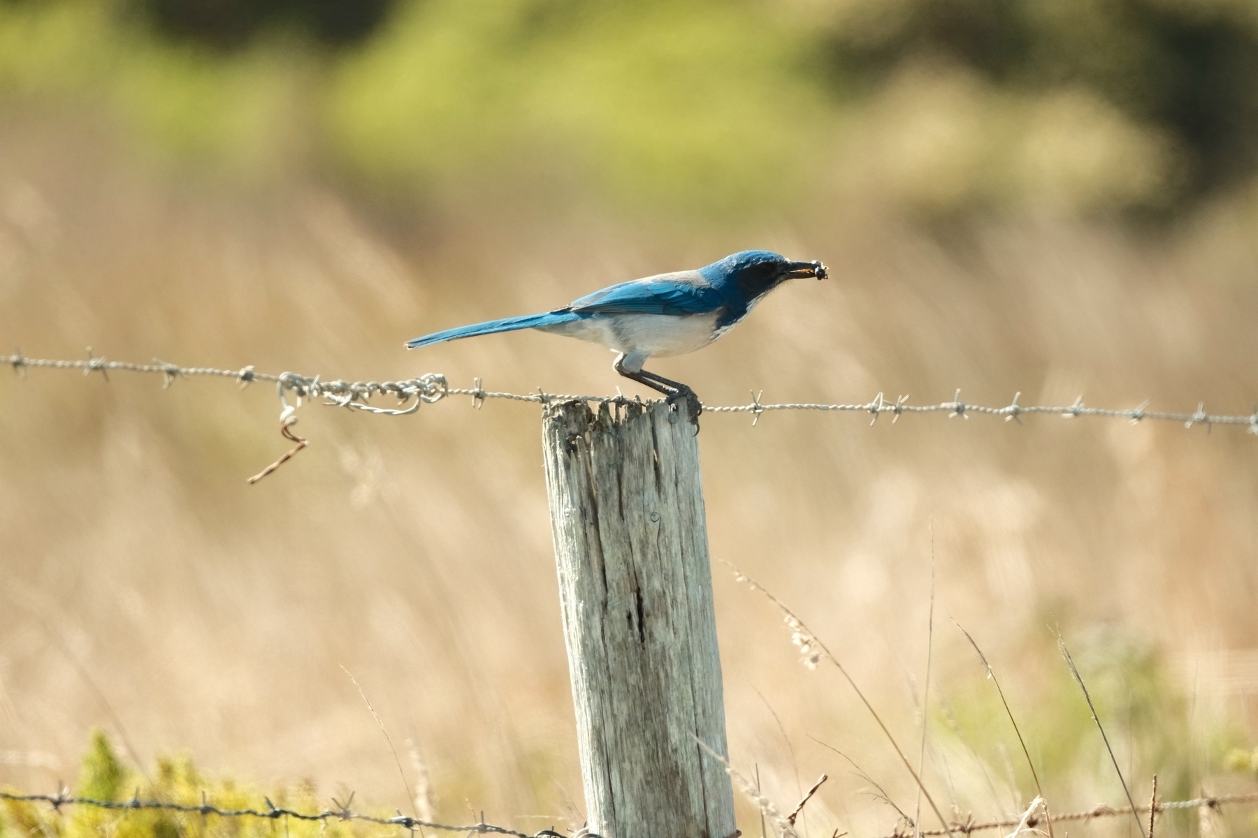 A Western Scrubjay, with a white underbelly, and a blue upper body with a gray cape, is perched on the top of a weathered wooden post. It has some sort of insect in its beak, maybe a wasp or a hornet. It is in full profile view, though its face is shaded out. 