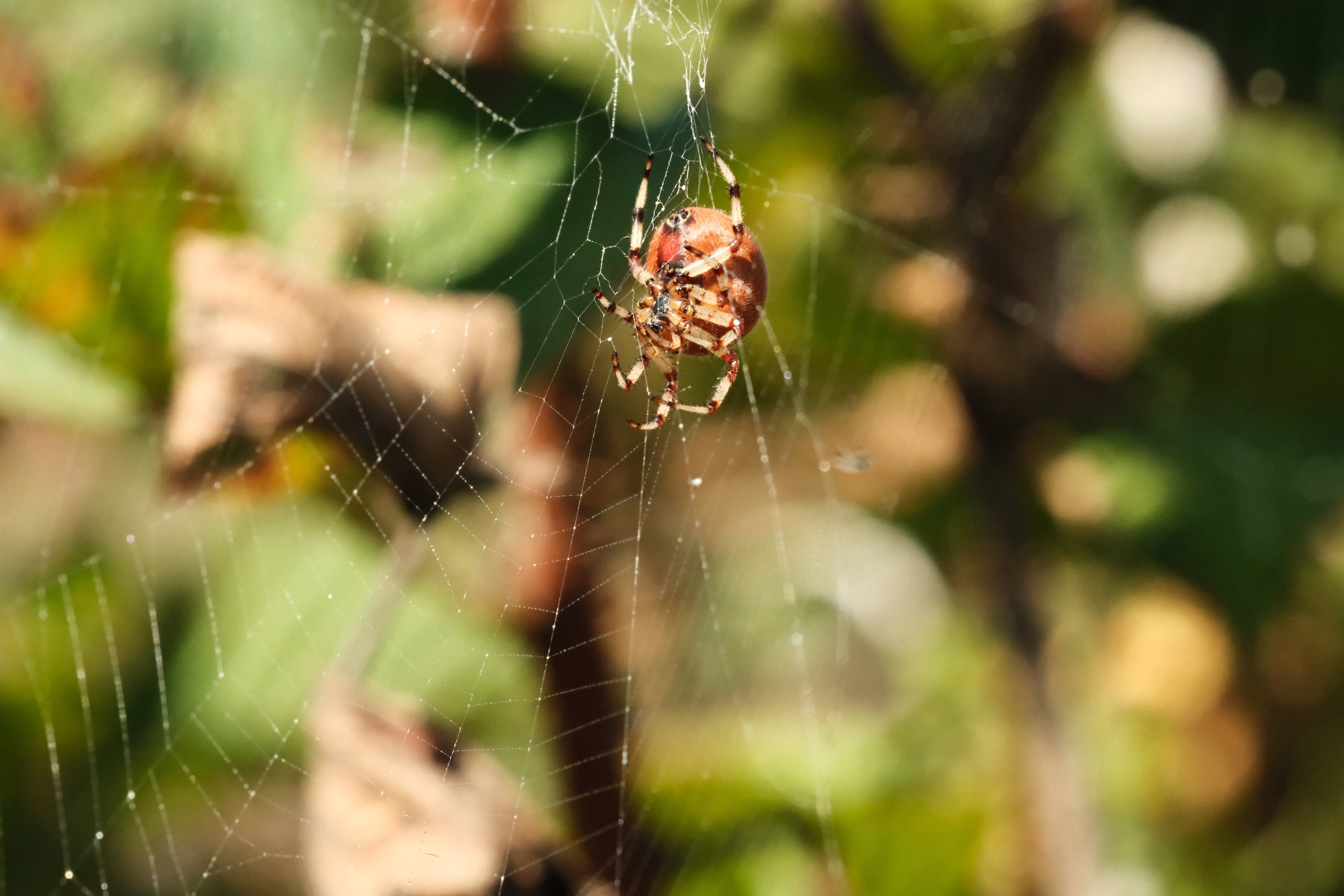 DSCF8672.JPG