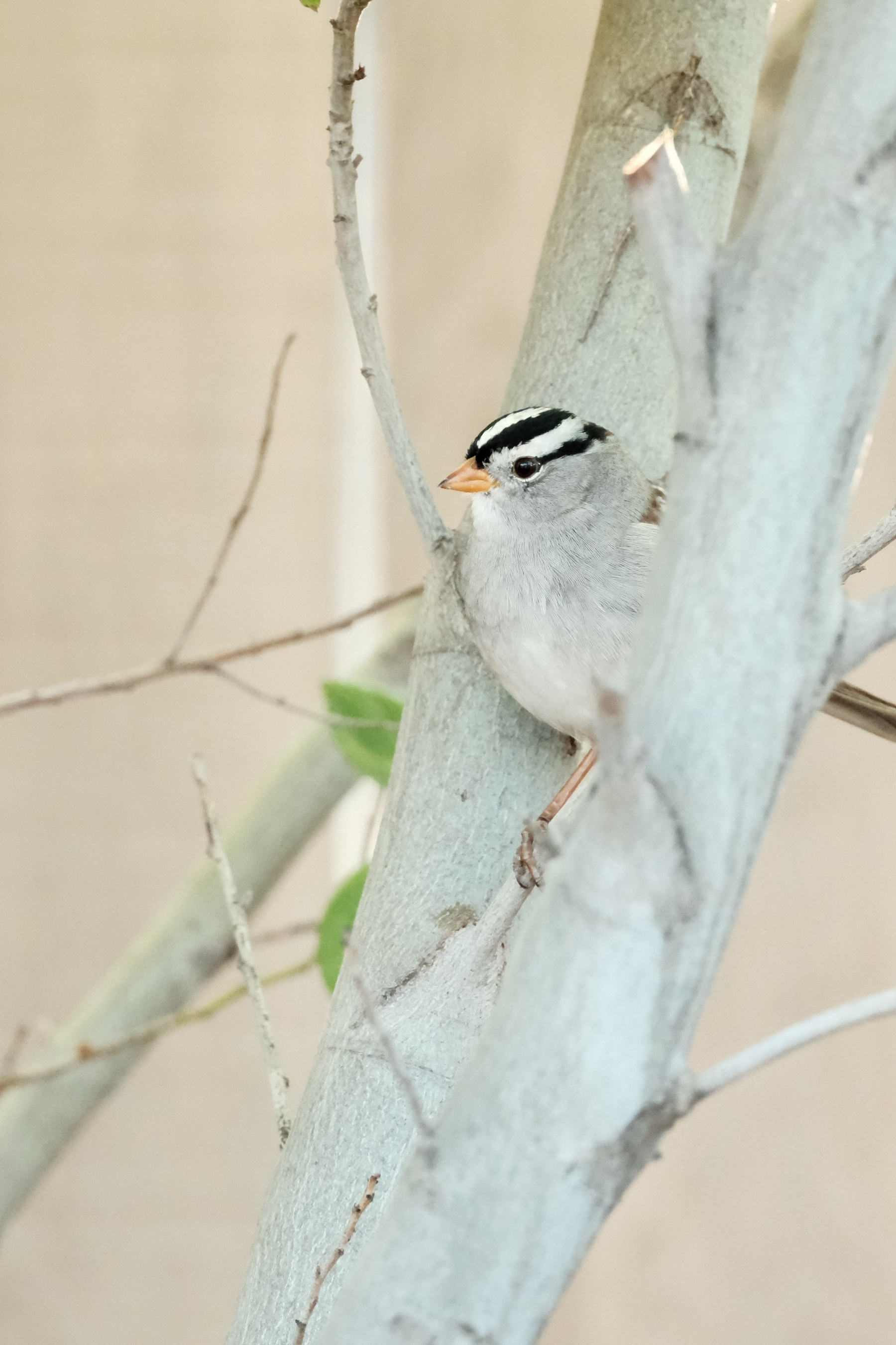 DSCF8752.jpg A White Crowned Sparrow is standing between two branches of a Ceanothus bush. Its looking to the left. It is showing off signature black head with bright white stripes.
